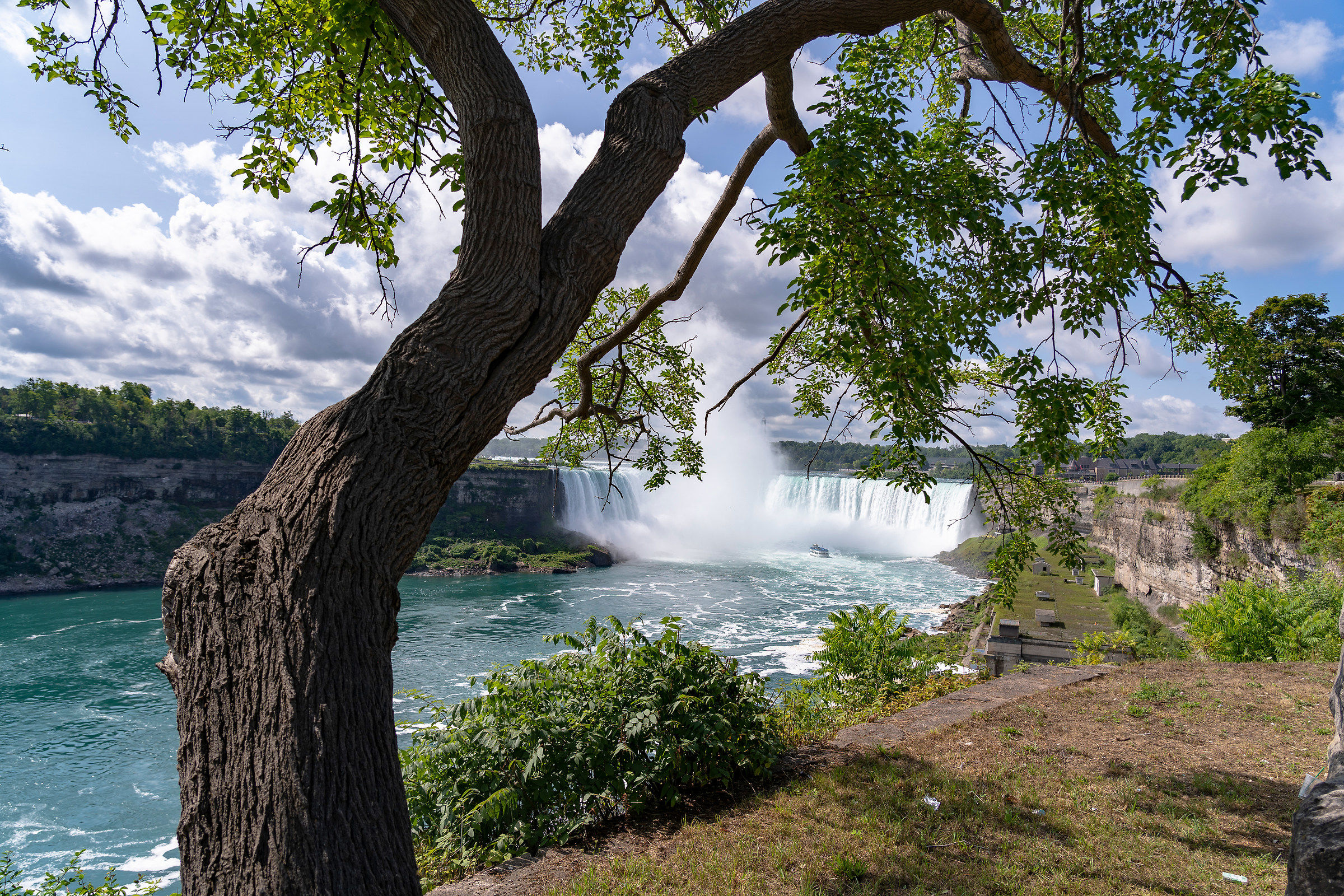 Tree on Waterfalls