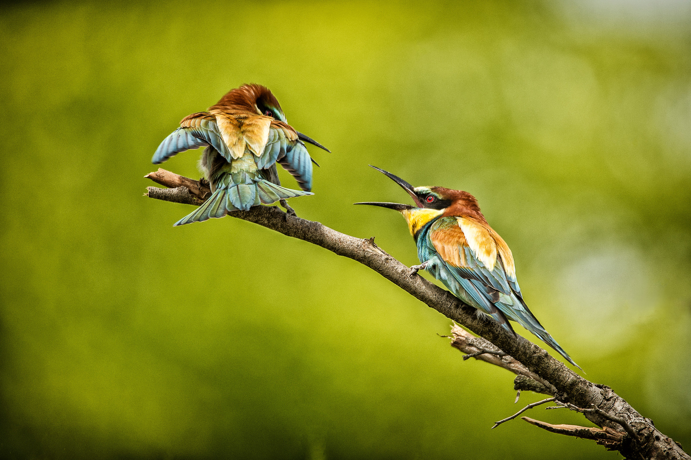 Bee-eater 01