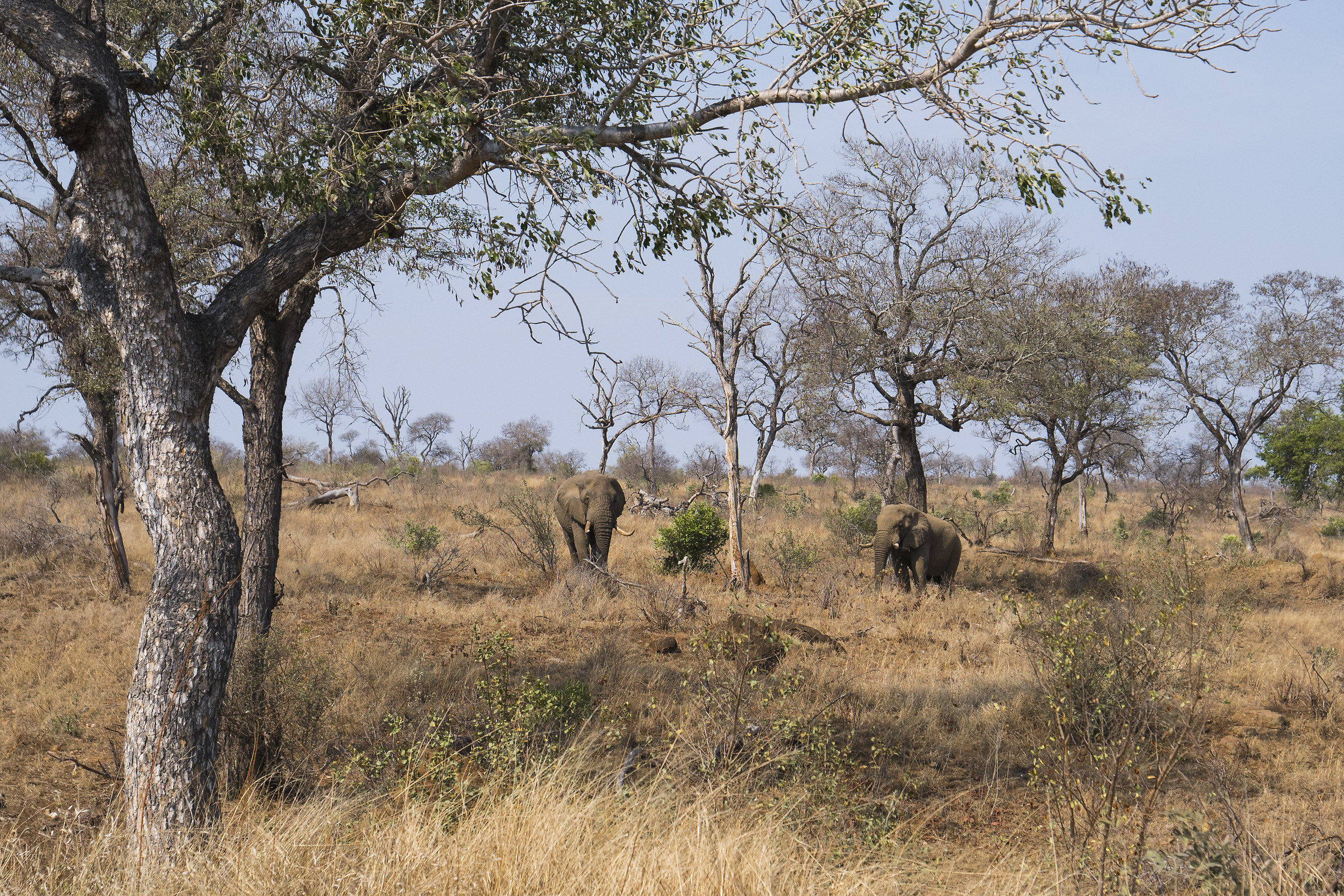 Kruger National Park, Sudafrica