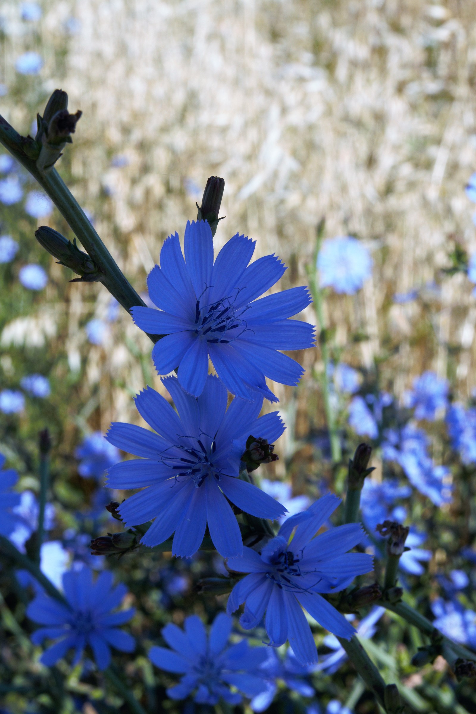 Wild Chicory