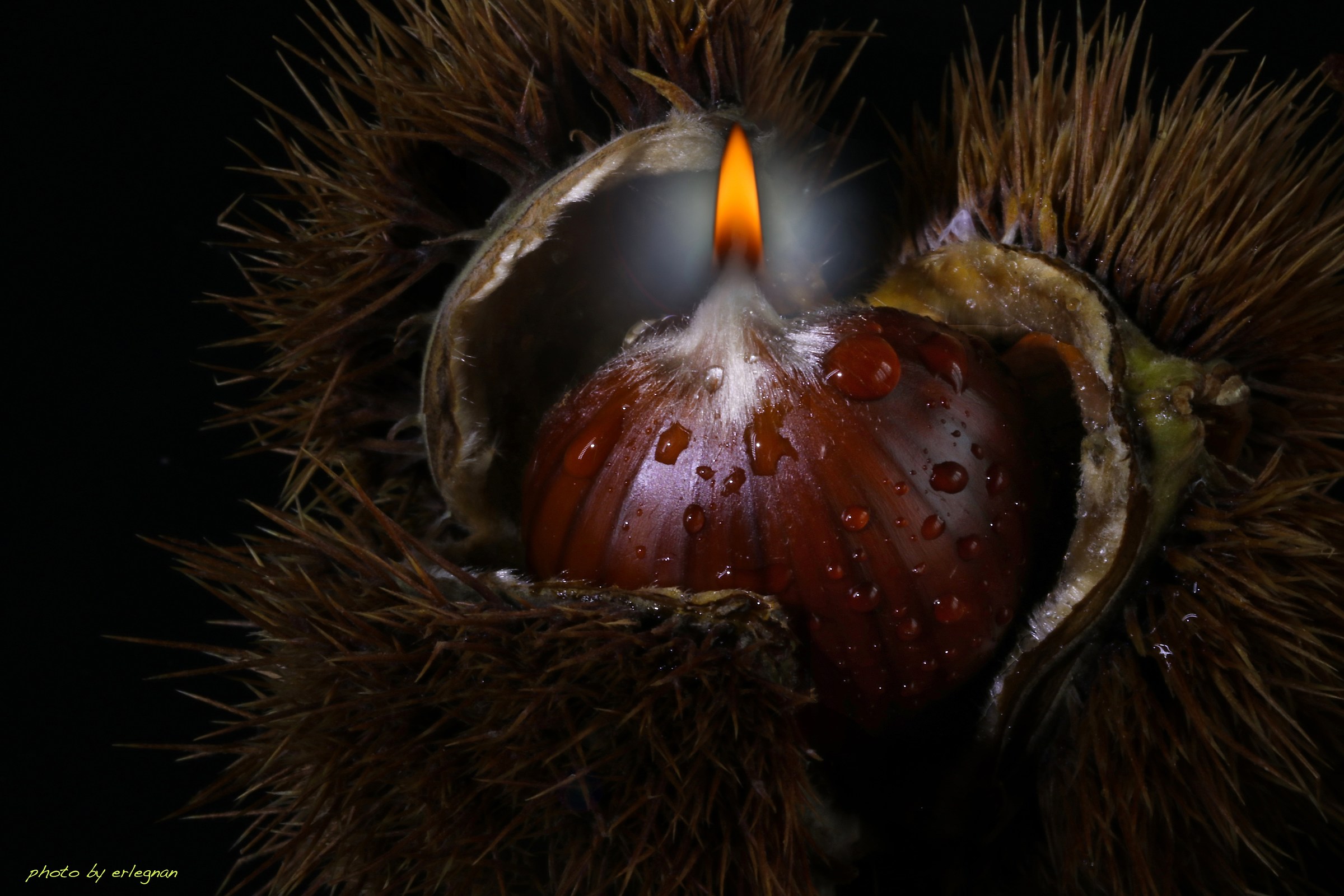 By the light of...... chestnut.