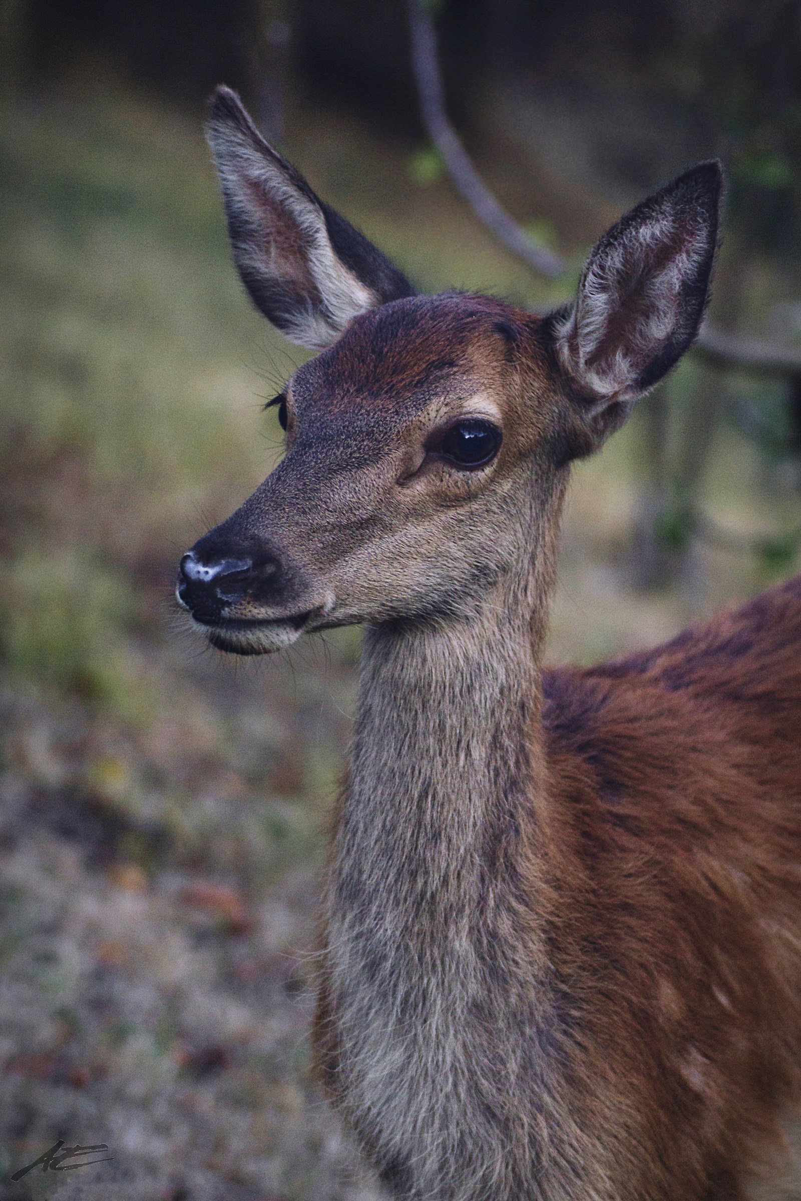 Cerbiatto.