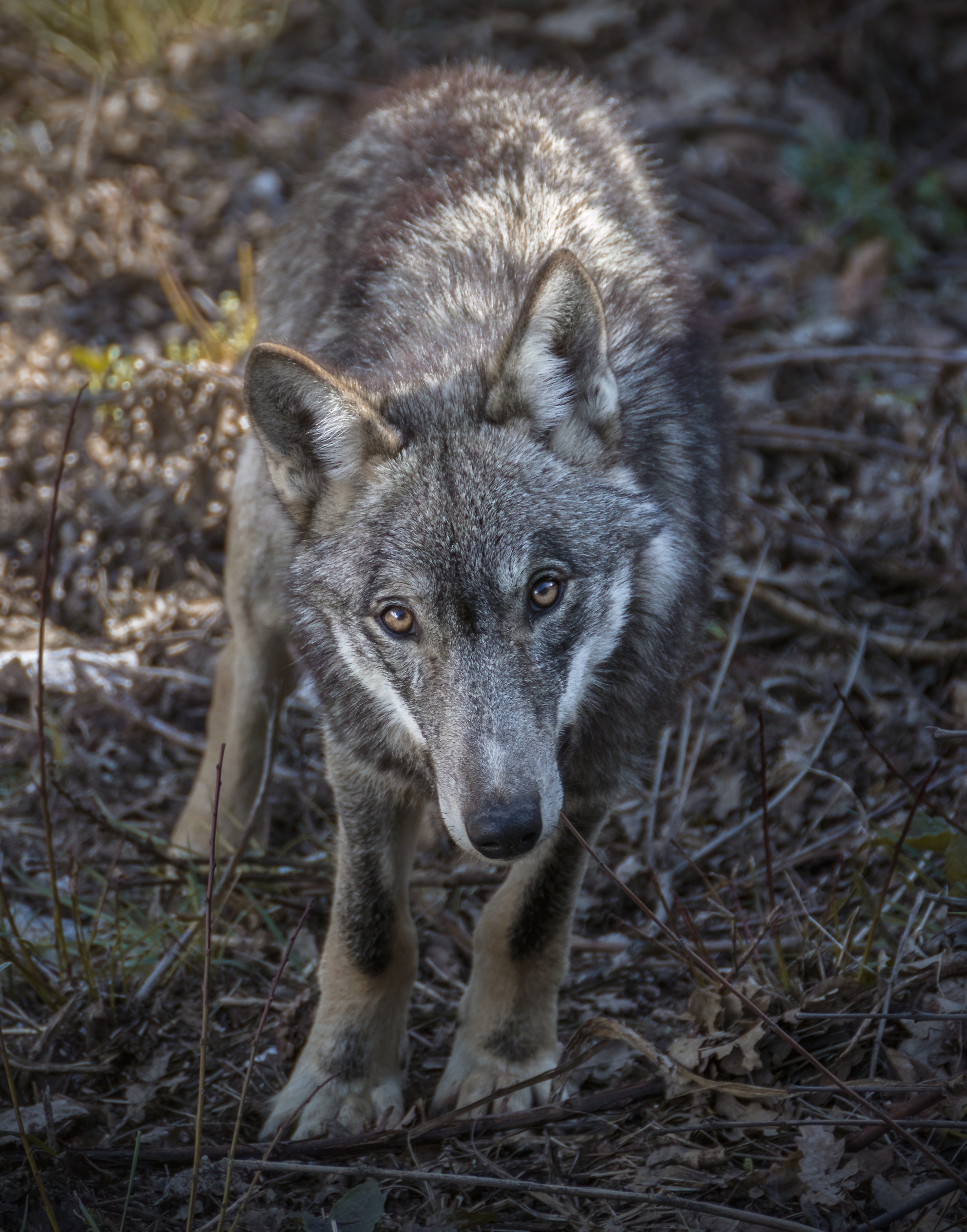 Wolf.