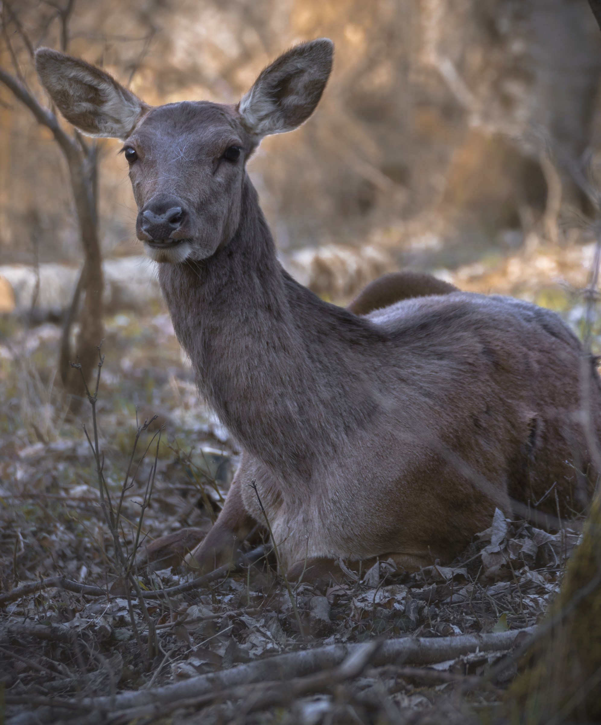 Deer.