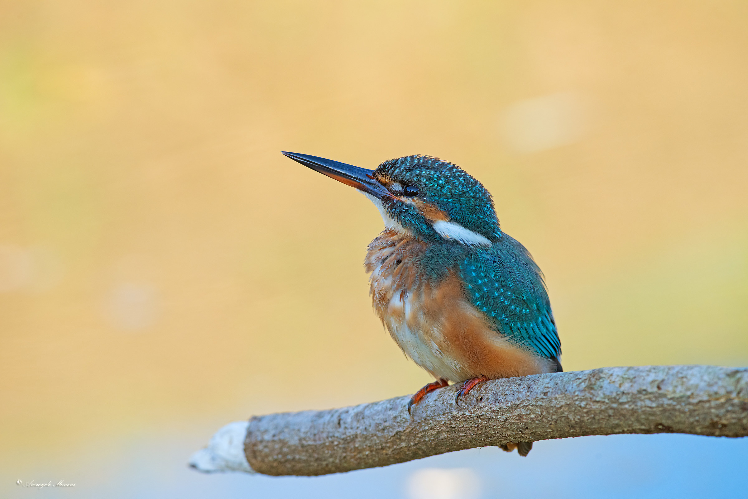 Convinta di essere le la più colorata