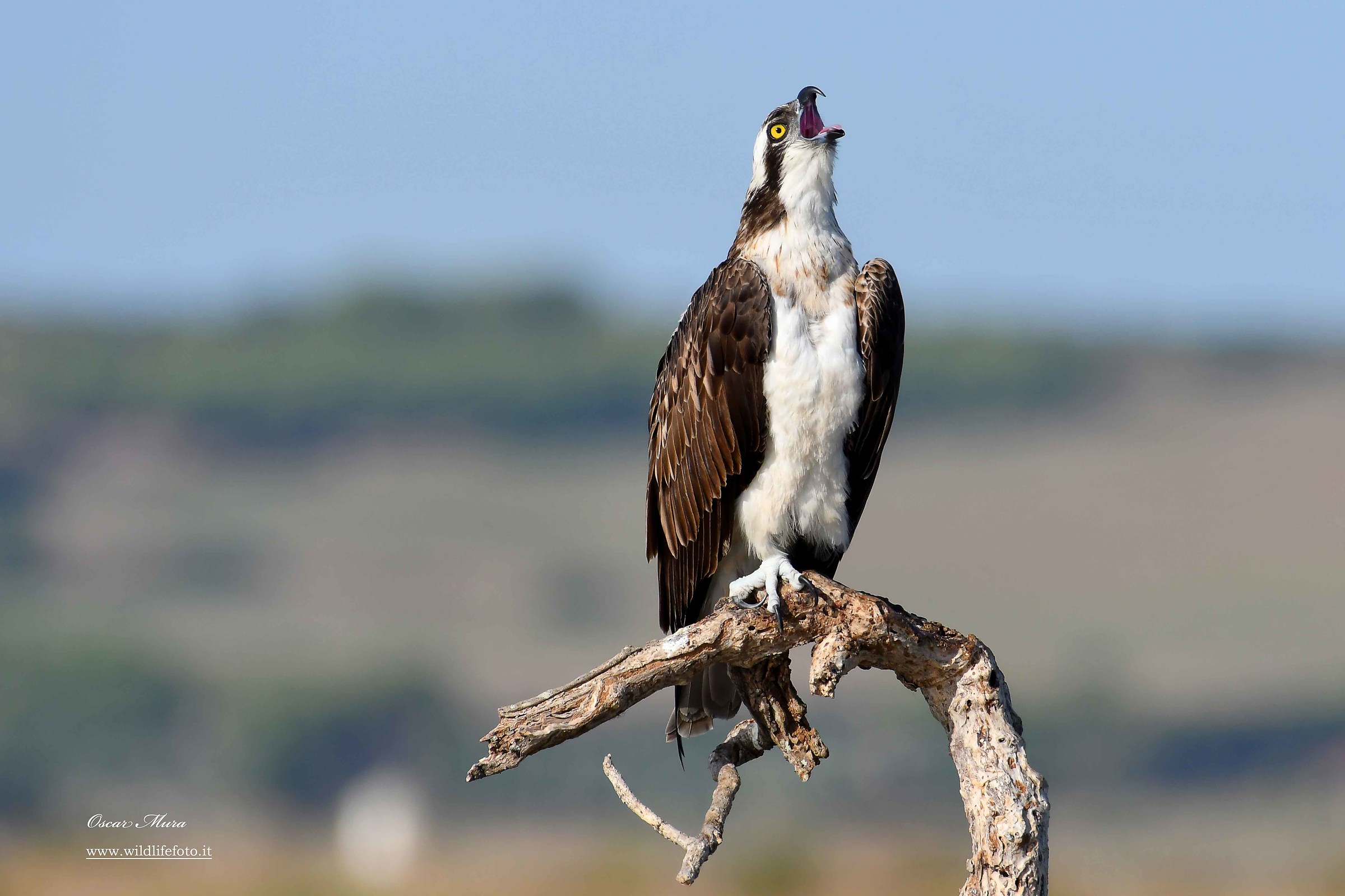 Falco Pescatore, Osprey