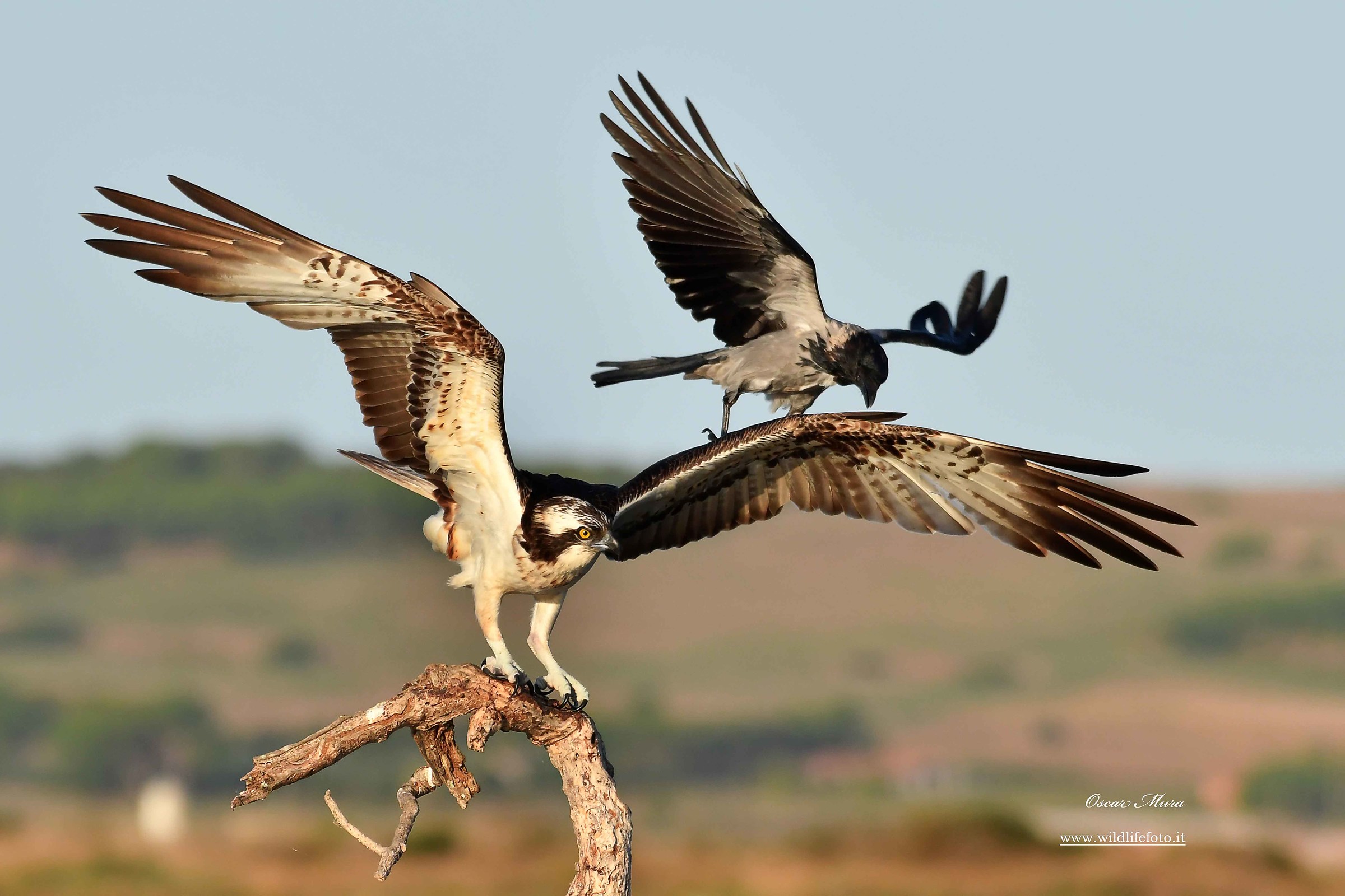 Falco Pescatore, Osprey