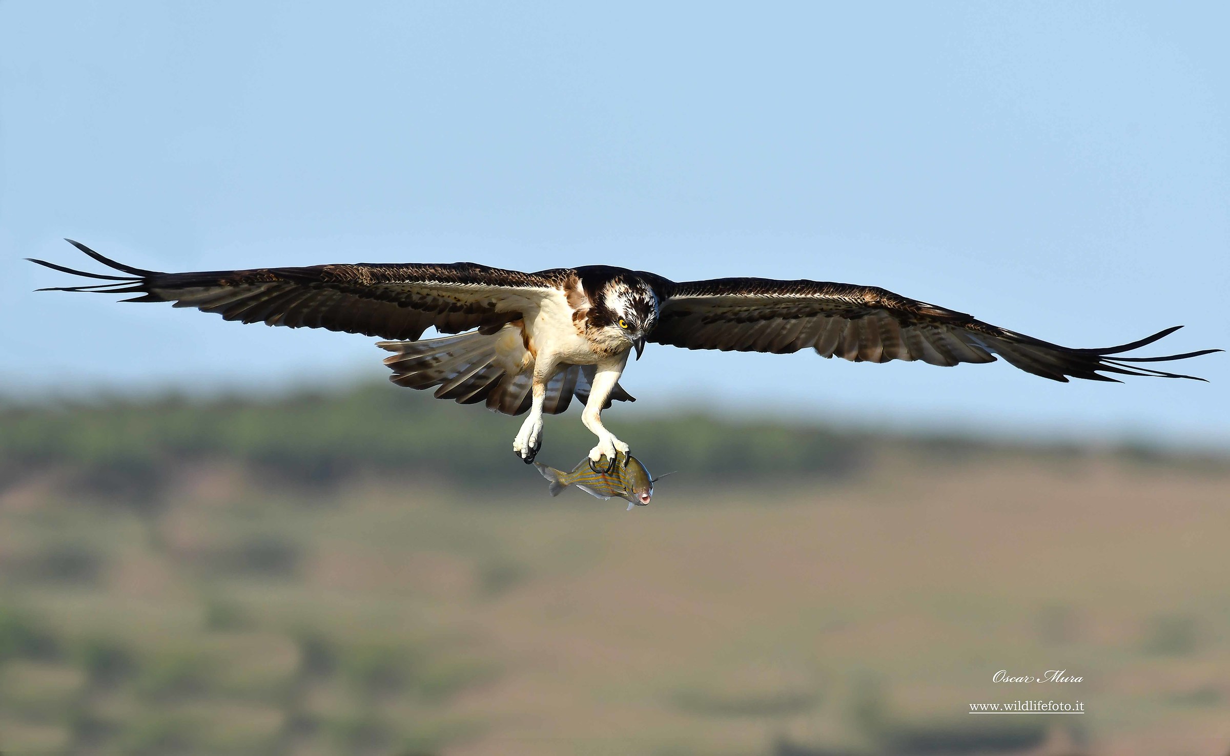 Falco Pescatore, Osprey