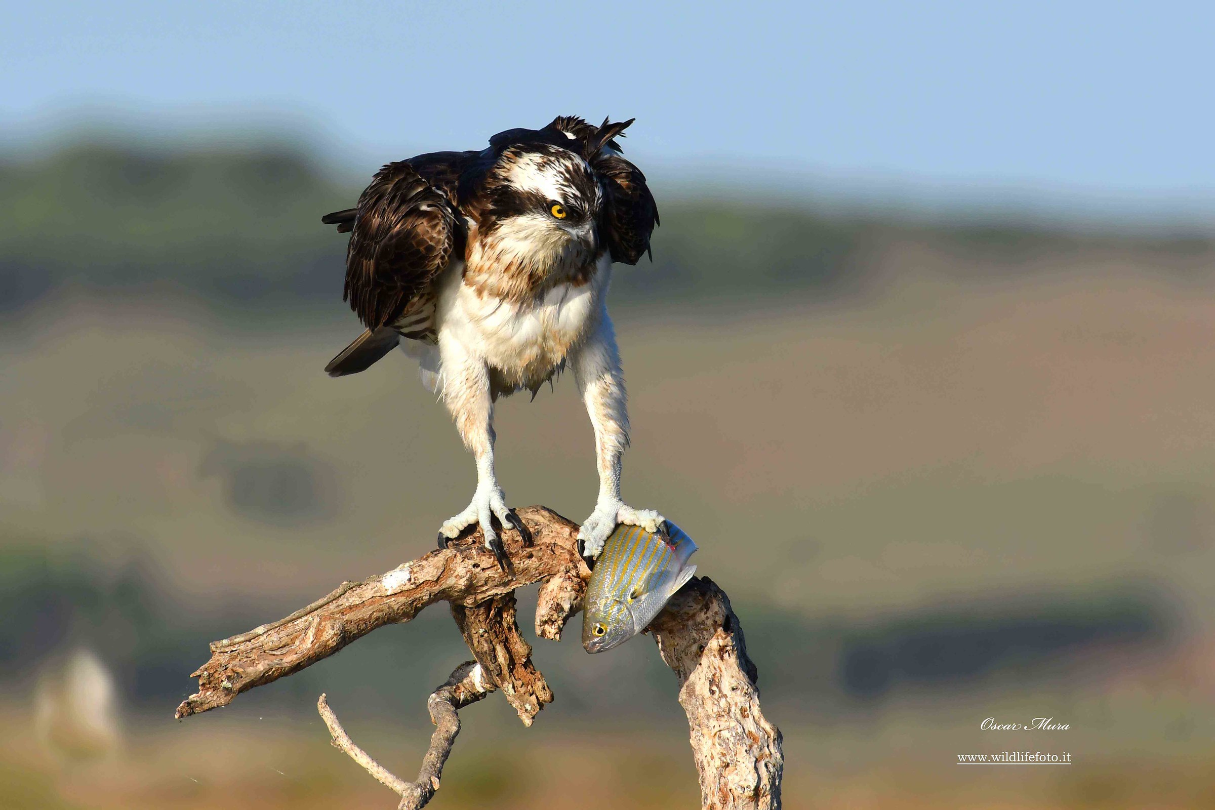 Falco Pescatore, Osprey
