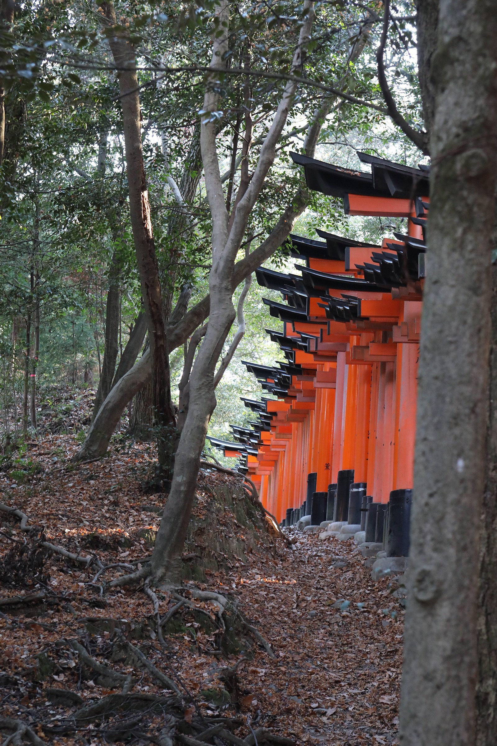 Fushimi Inari Taisha Profile