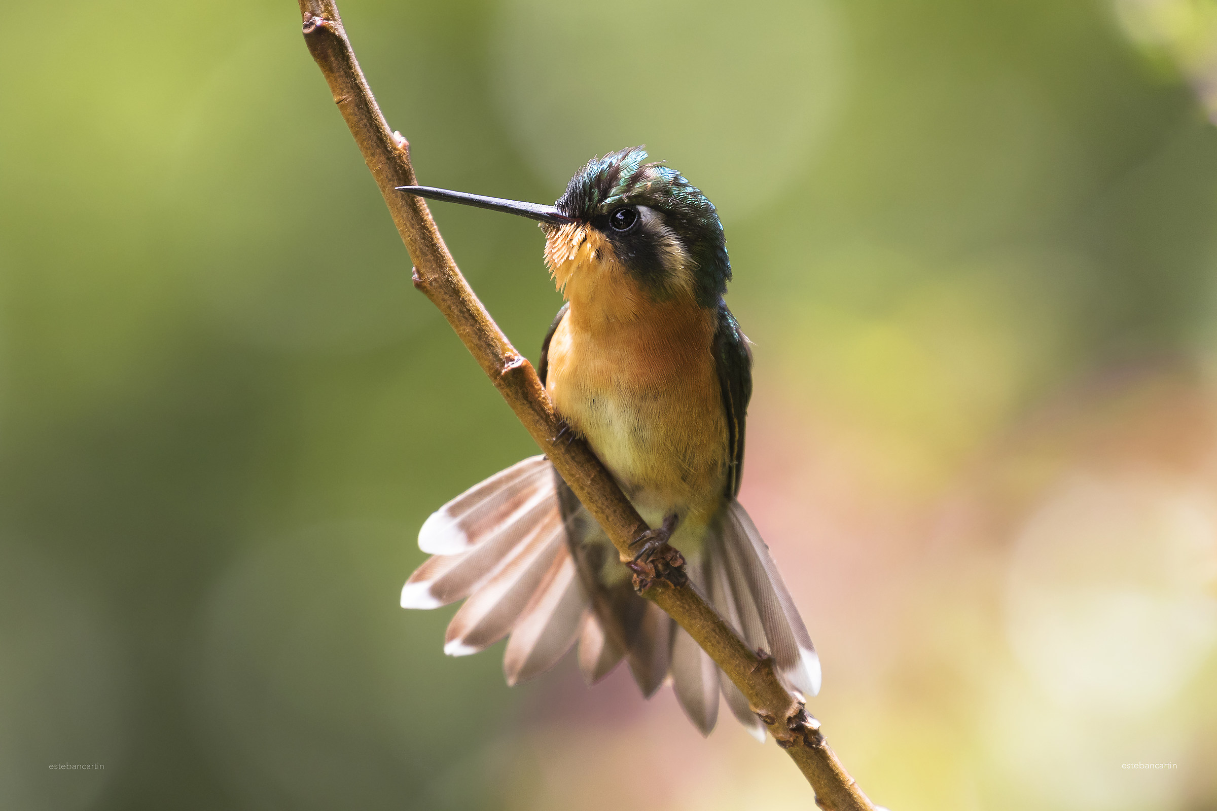 Lampornis Calolaemus