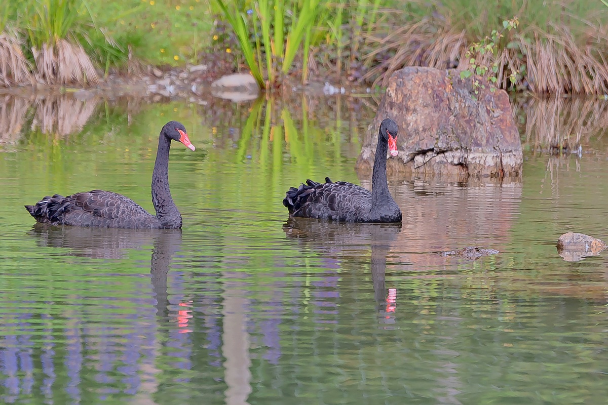 Pair of swans blacks!