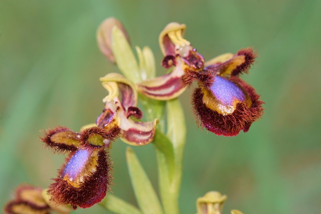 Ophrys speculum