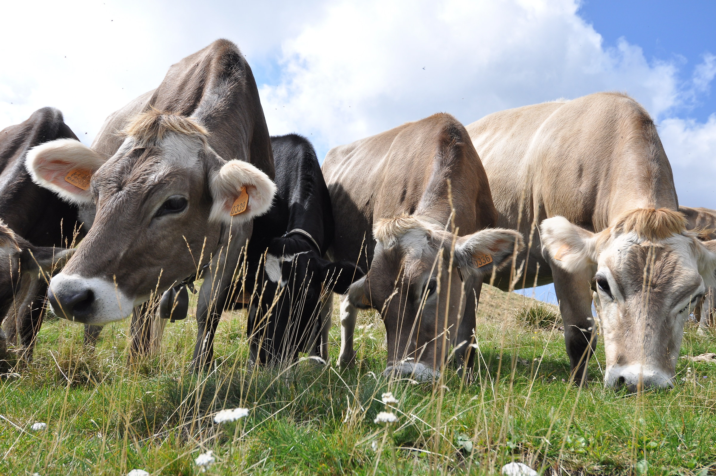 Grazing Cows-nevegal