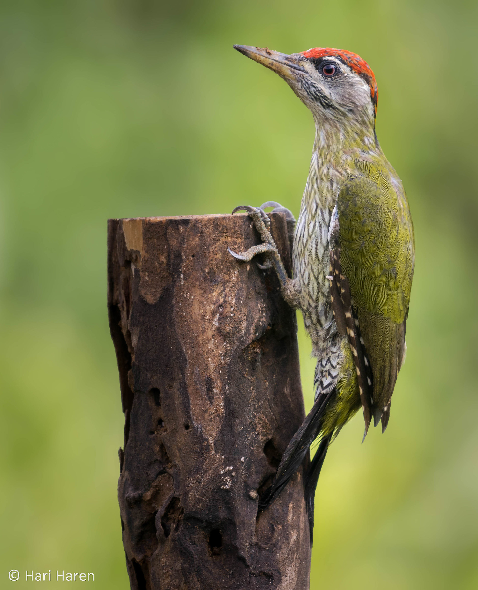 Streak-throated woodpecker