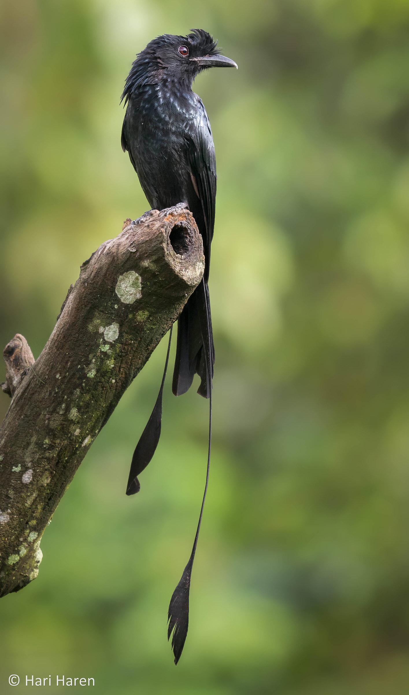 Racket-tailed drongo