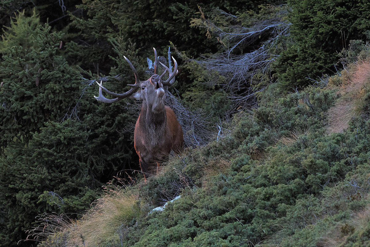 At the edge of the forest