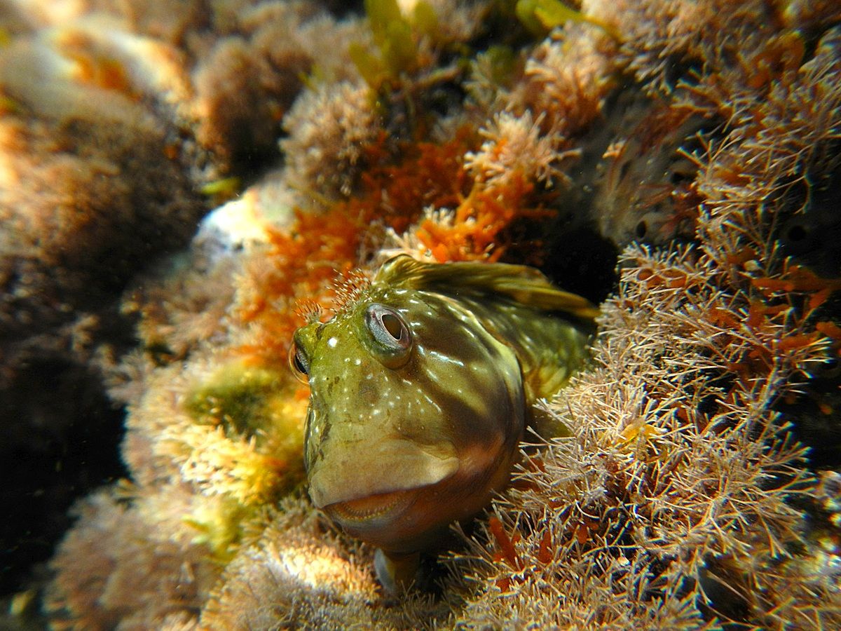 Blennius cristatus-Scartella cristata