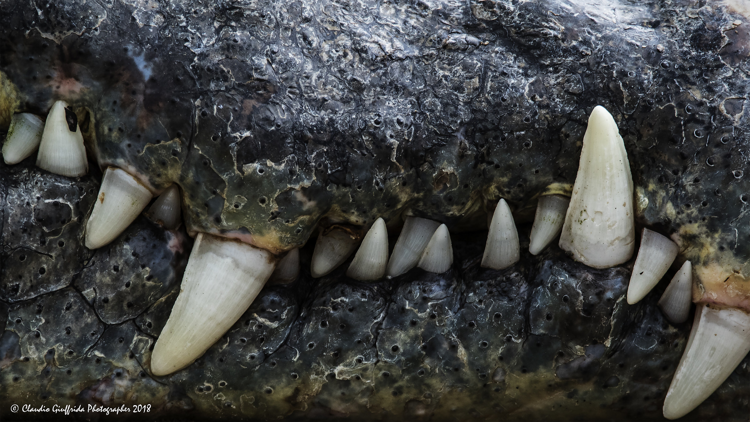 I terrificanti denti del coccodrillo