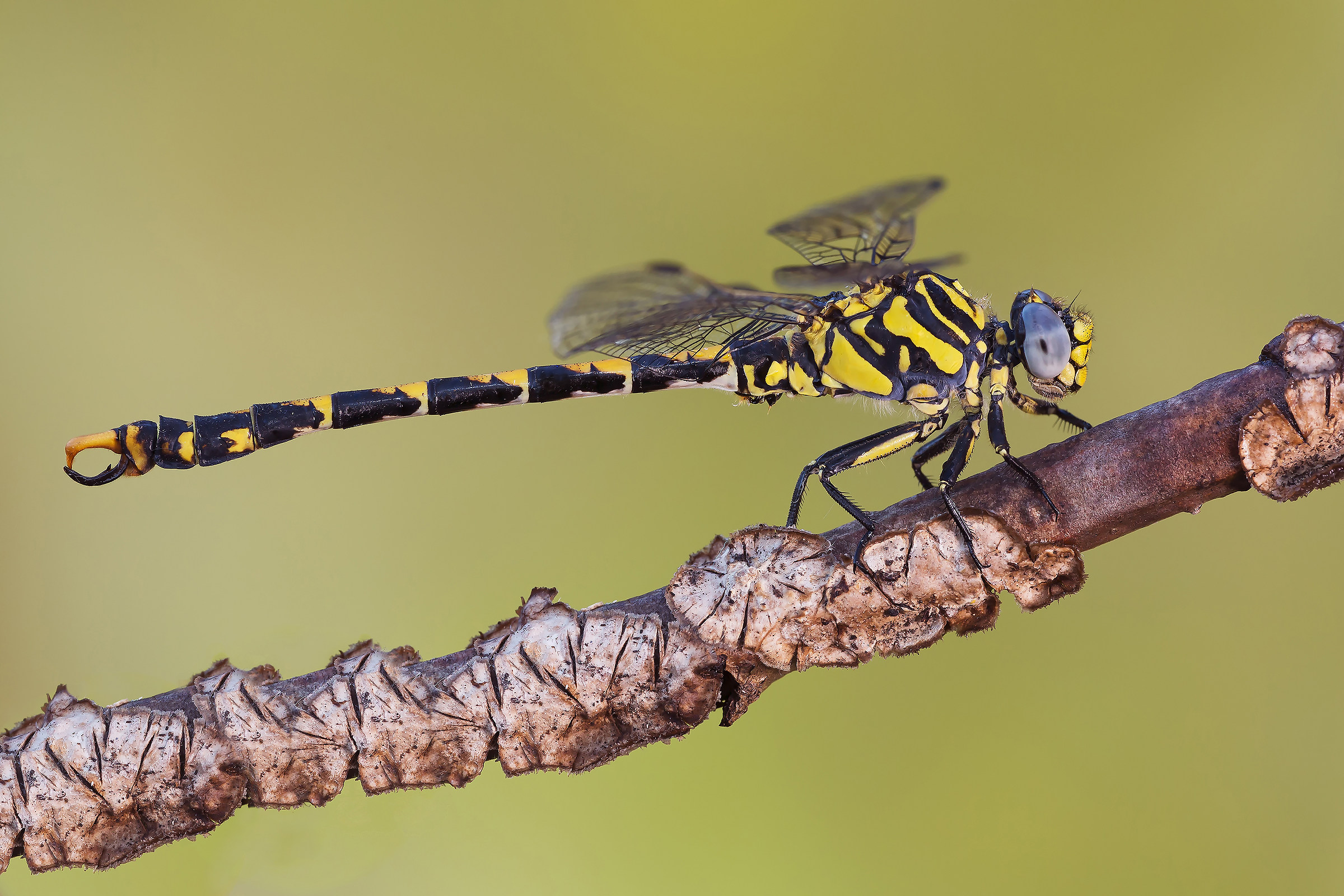Onychogomphus uncatus
