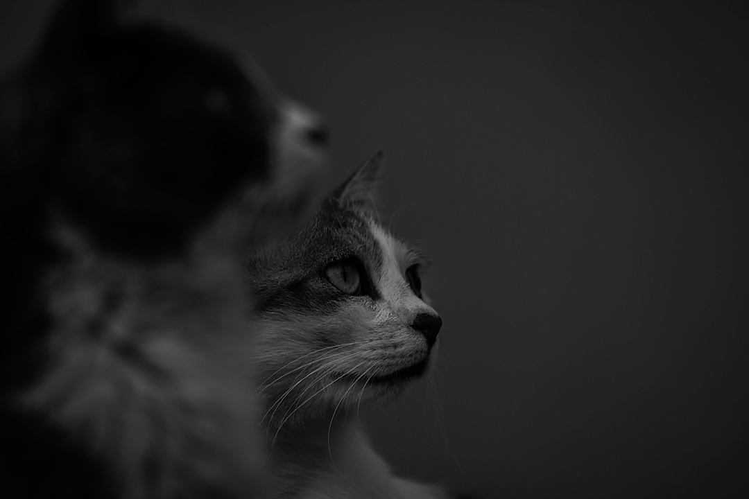 Cats at Theater at Park