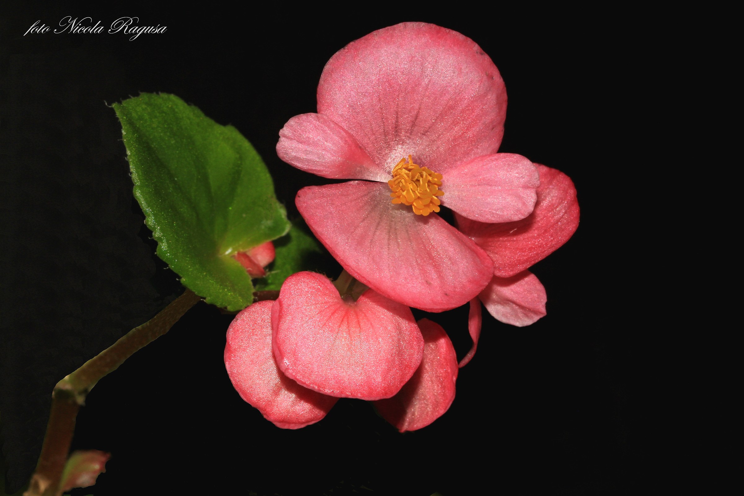 Begonia