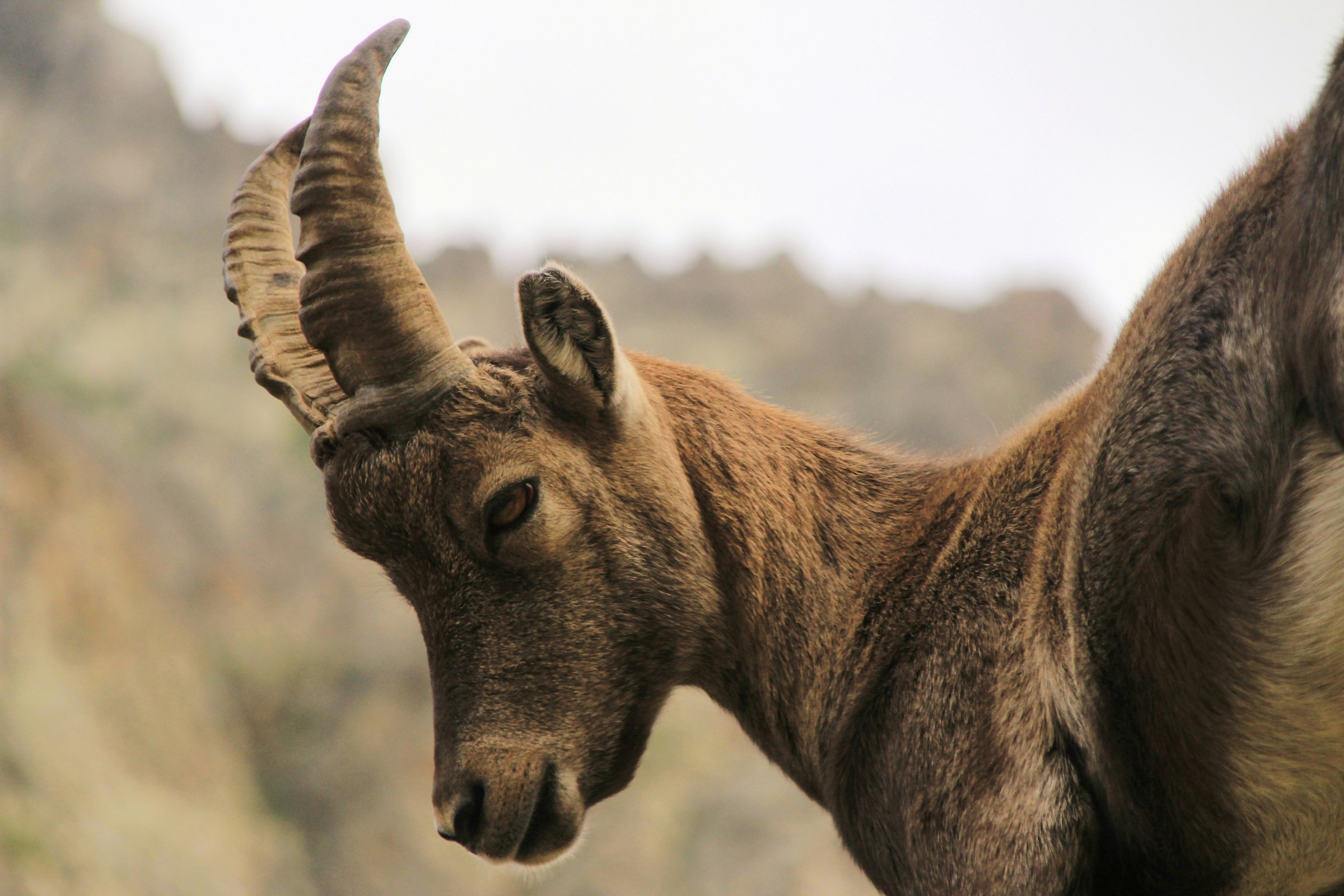 Stambecco al Rifugio Morelli Buzzi