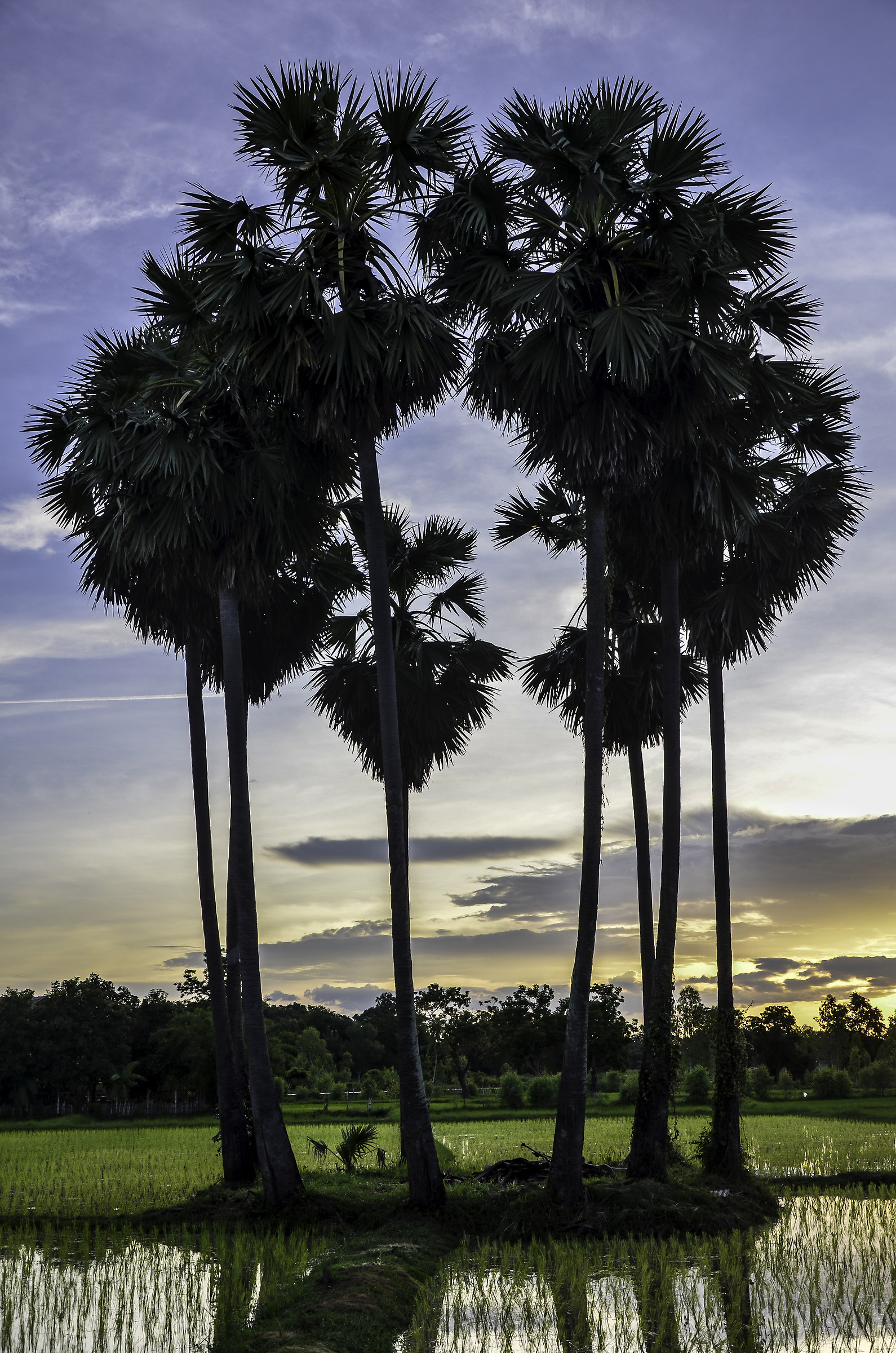 Sunset on the Paddy Isaan Thailand