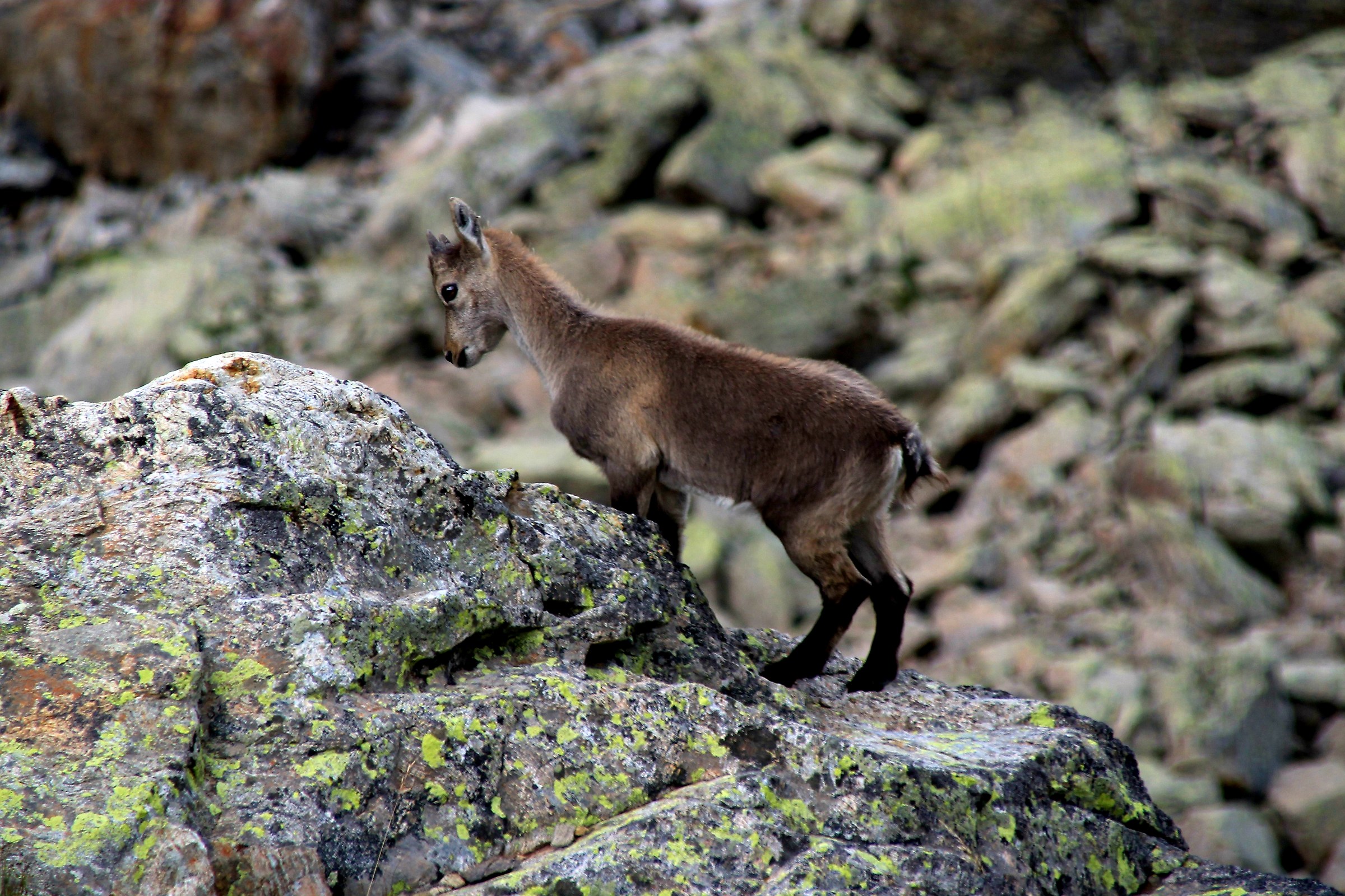 Piccolo di stambecco al Rifugio Morelli Buzzi