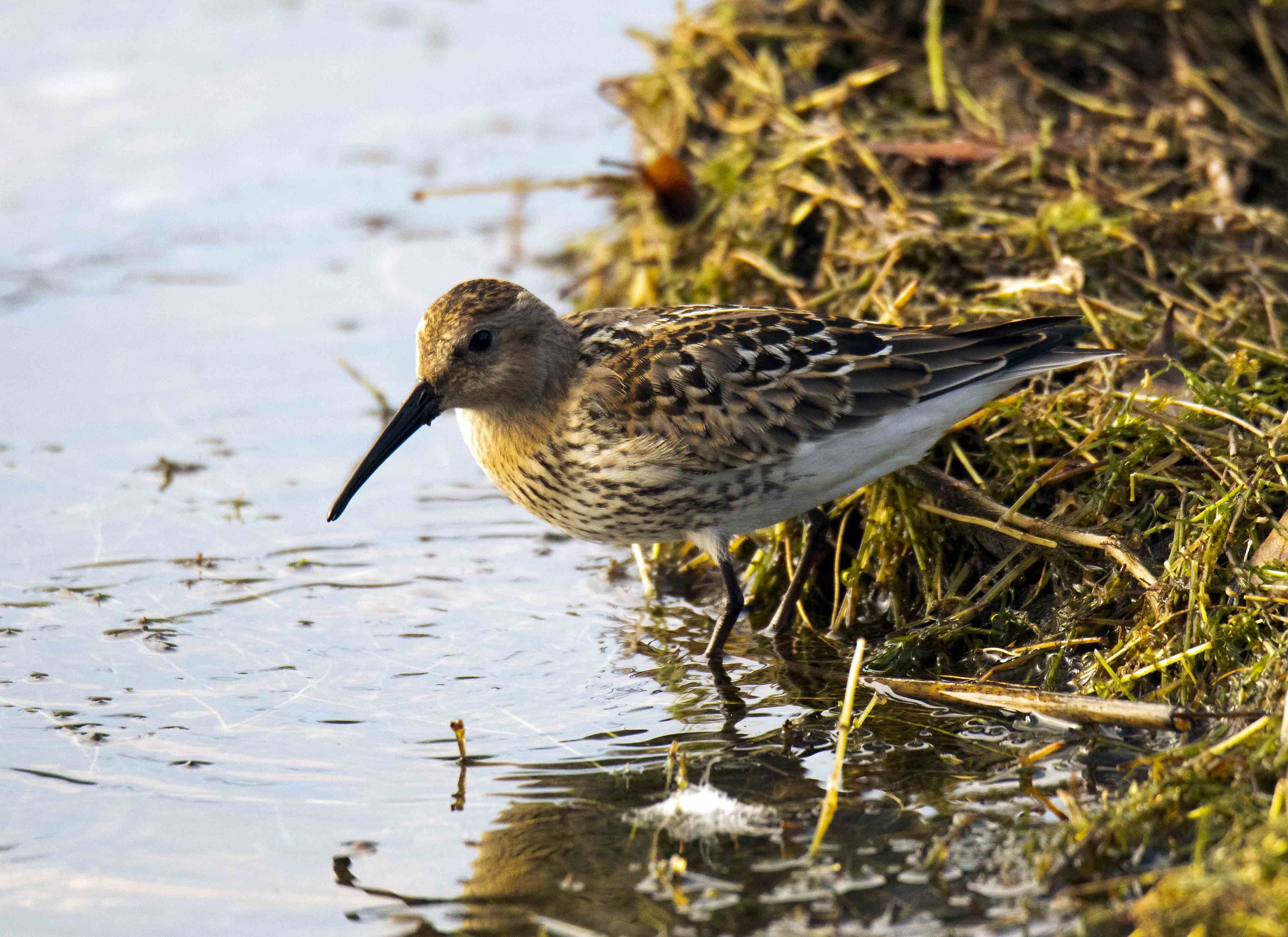 Piovanello pancianera