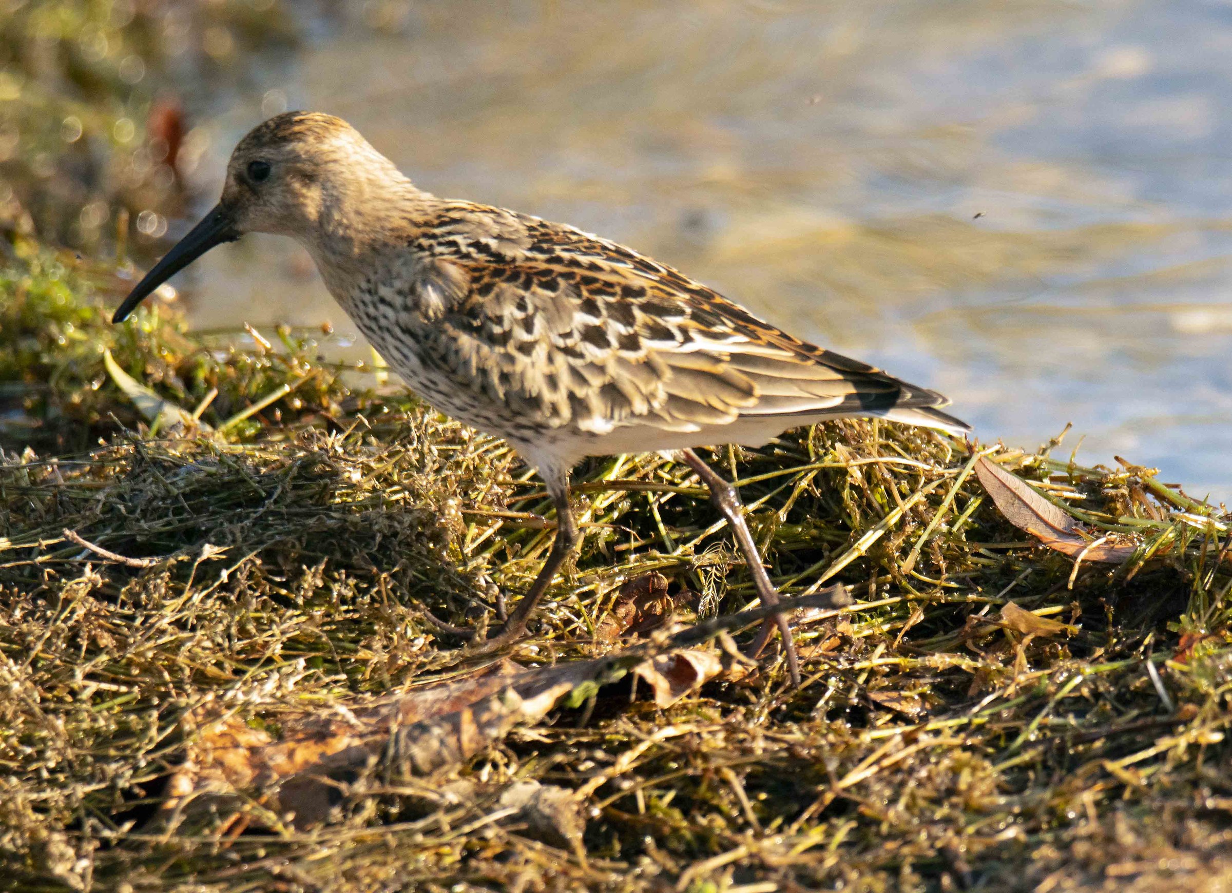 Piovanello pancianera