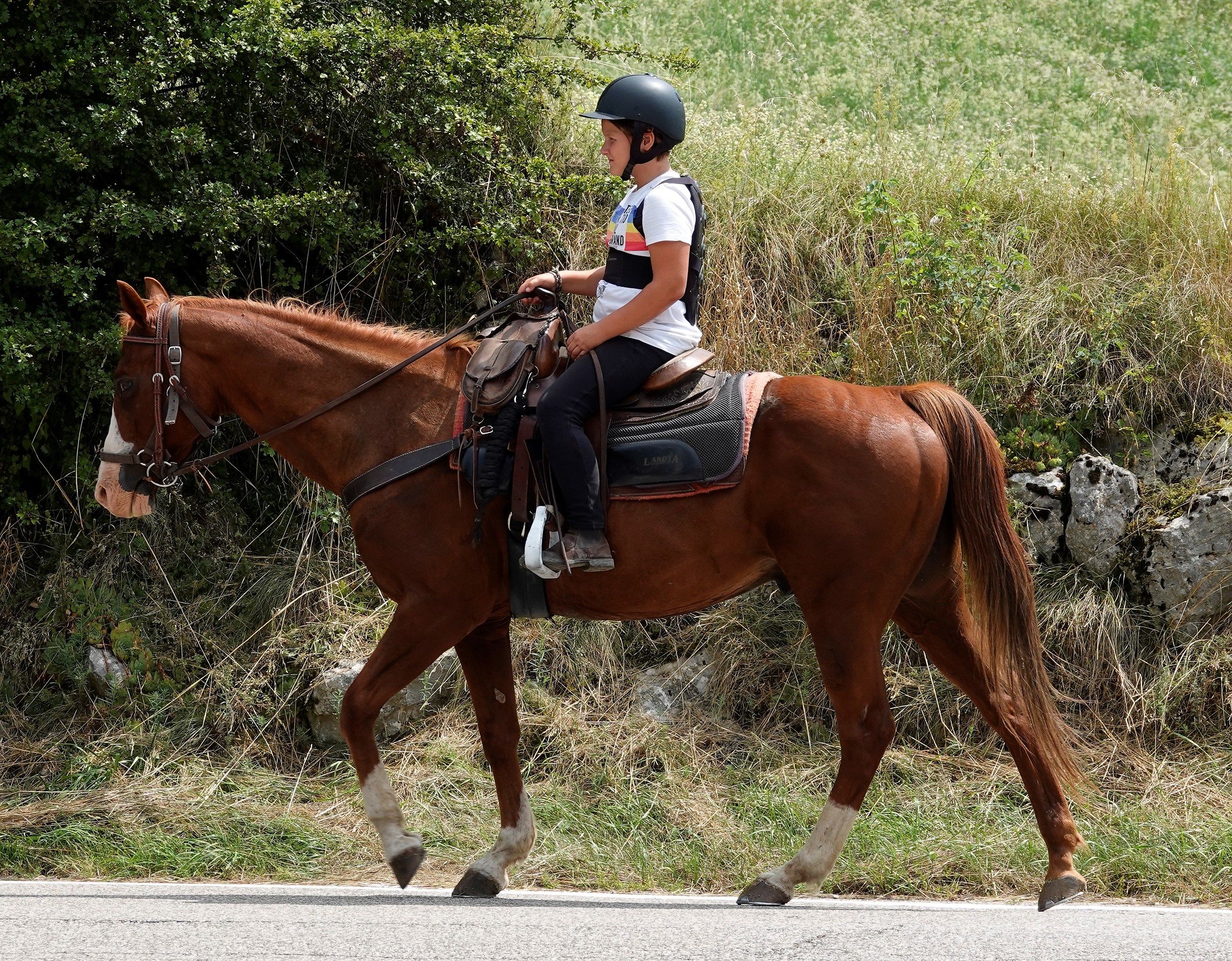 Cavalleggera a passeggio . Prada Monte Baldo VR.