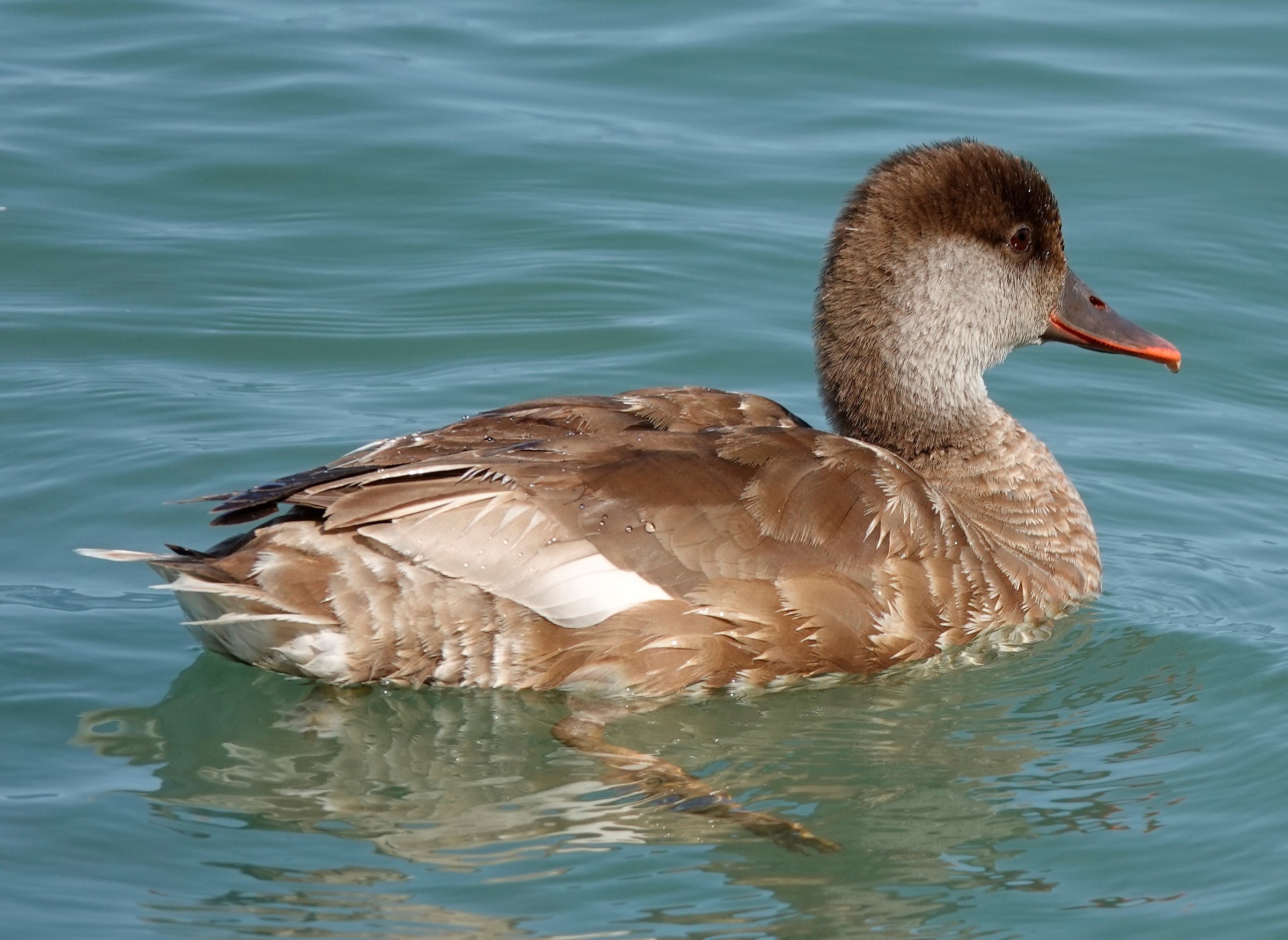 femmina di Fistione Turco - Lago di Garda