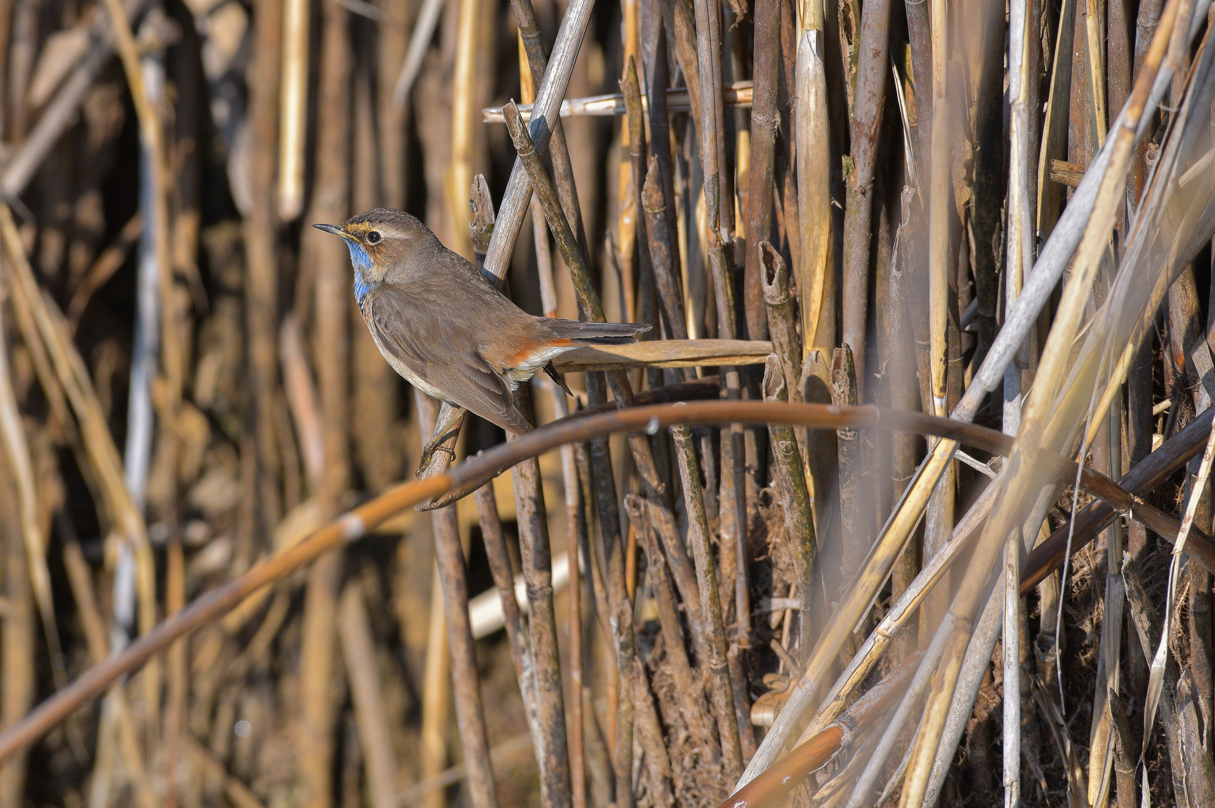 Bluethroat