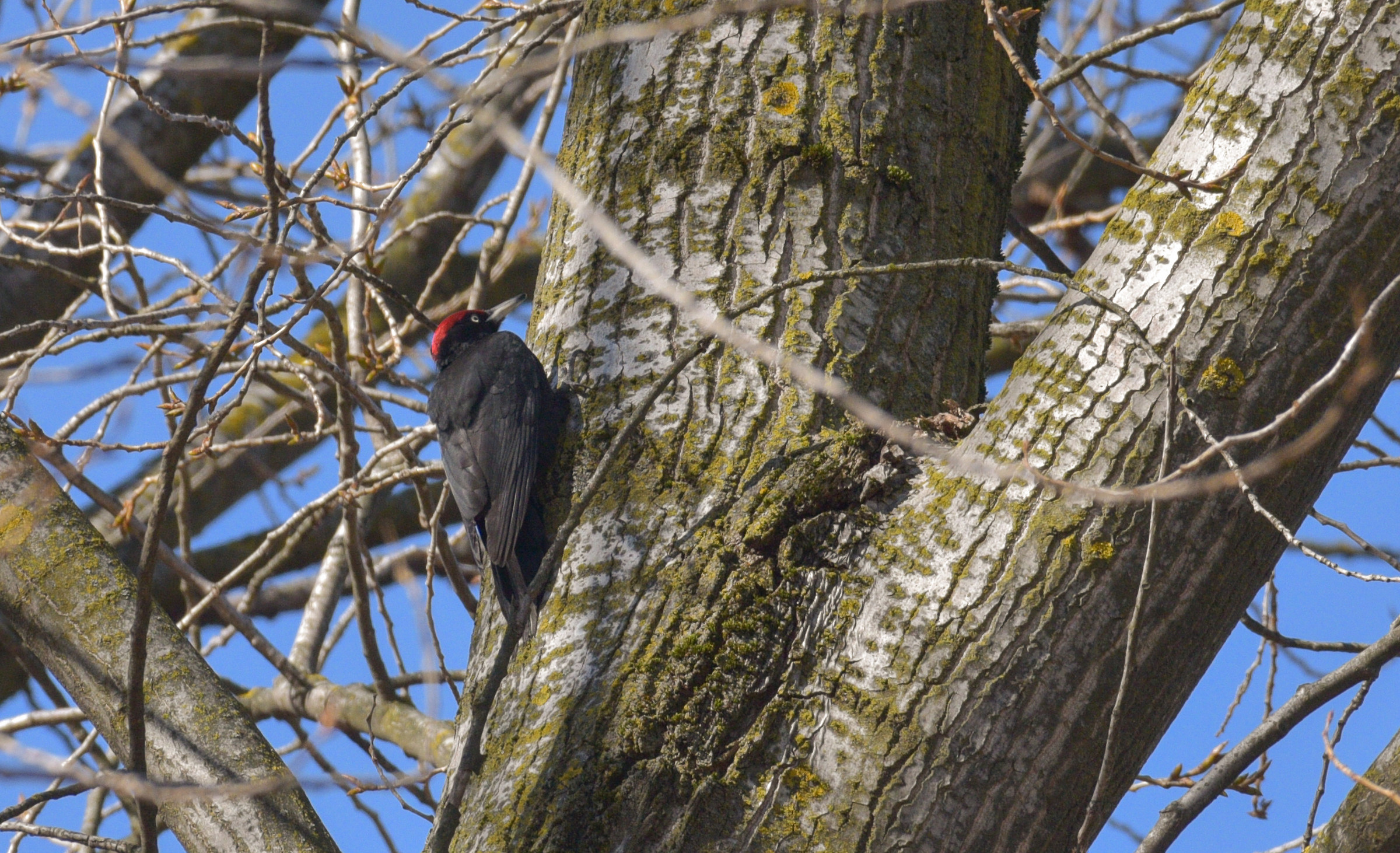 Black Woodpeckers