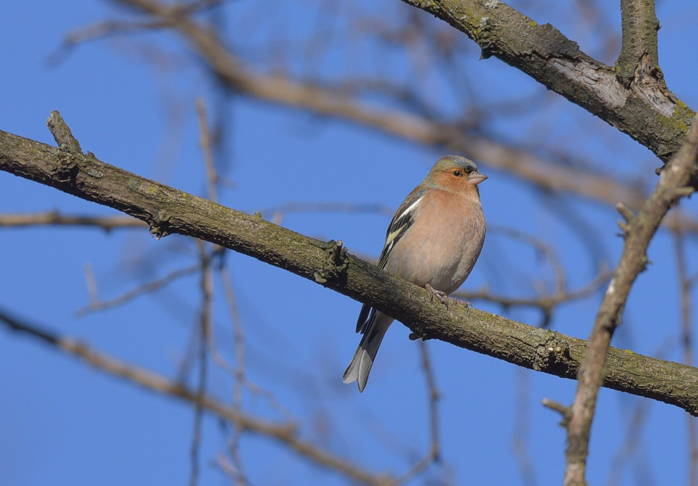 Chaffinch