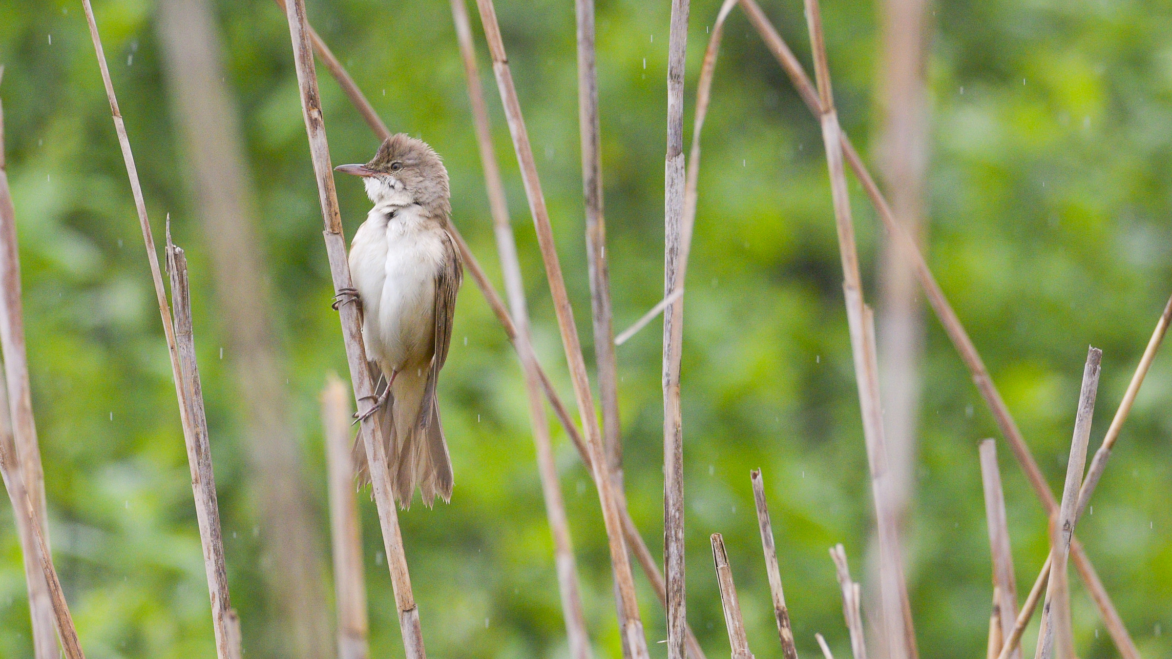 Great Reed Warbler