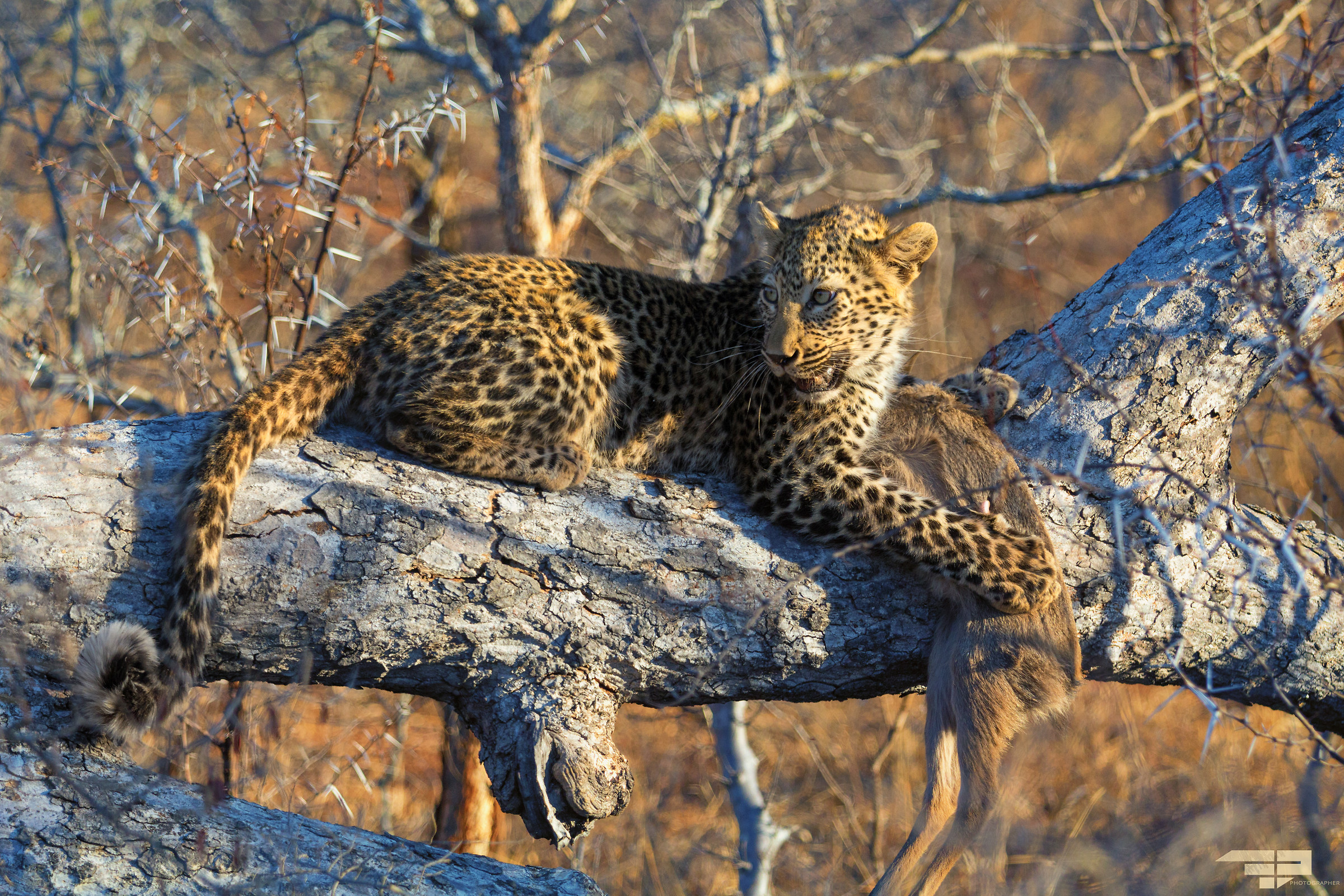 First prey of a female leopard