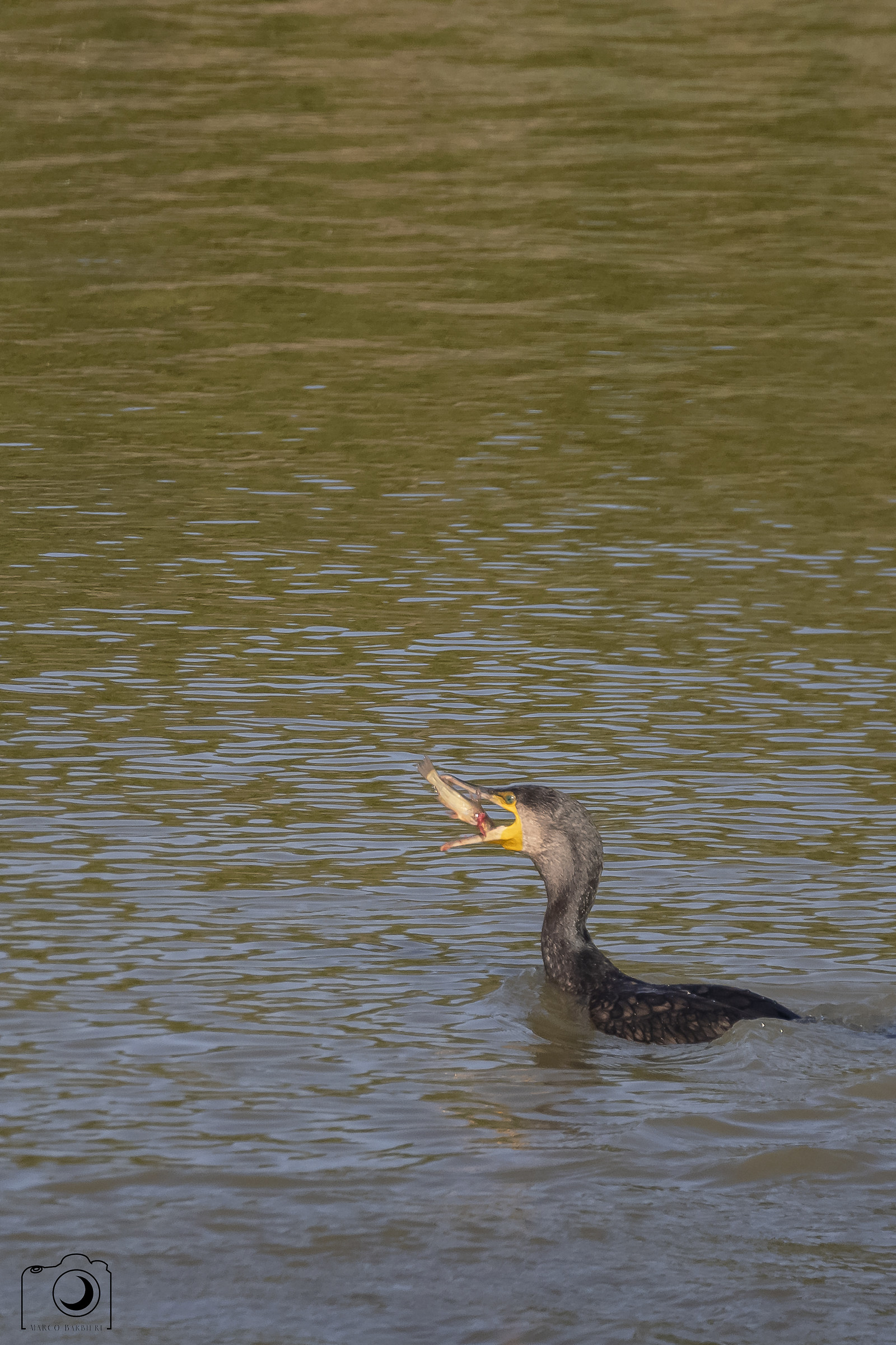 ora della merenda per il Cormorano
