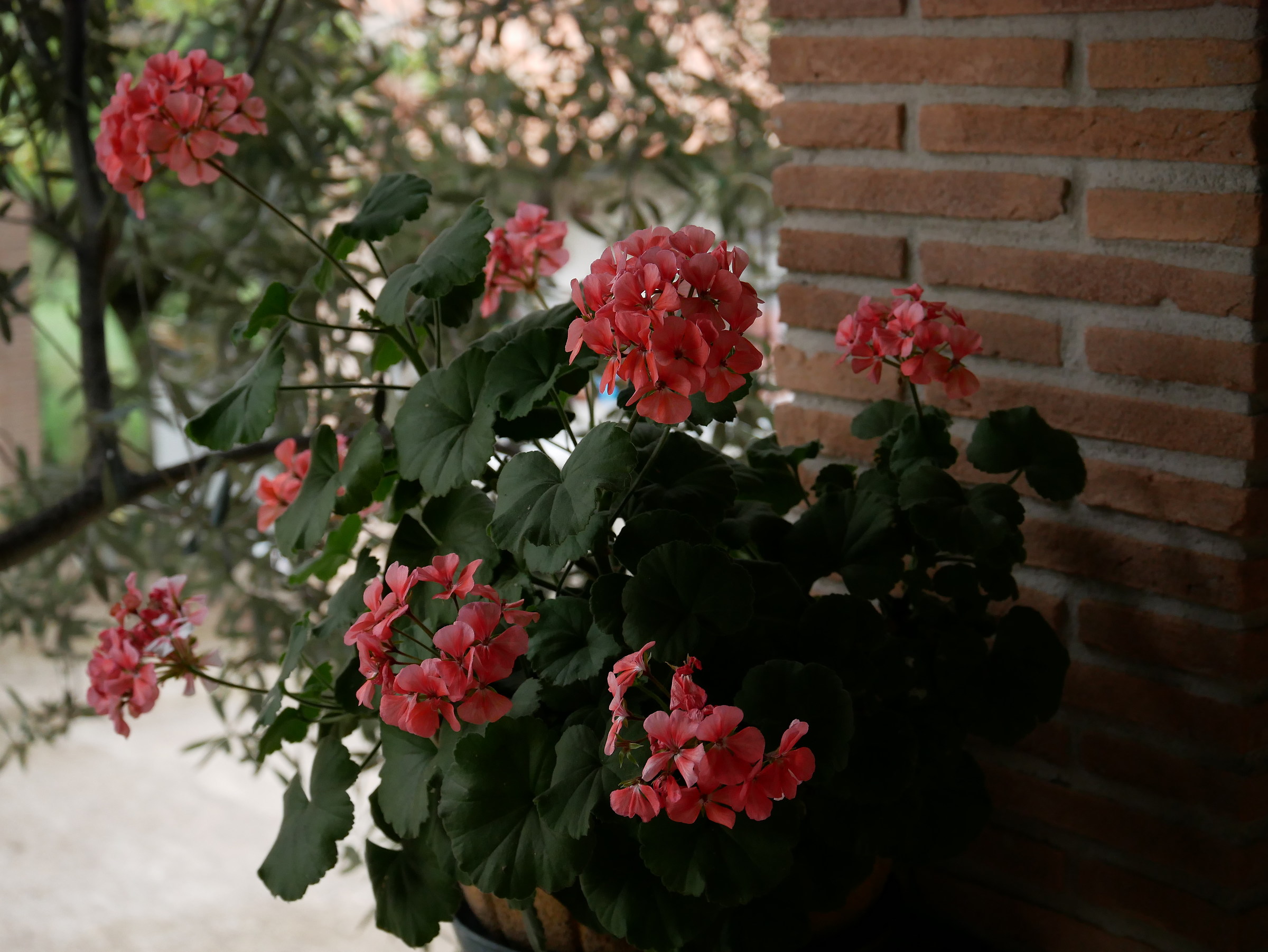 Geraniums