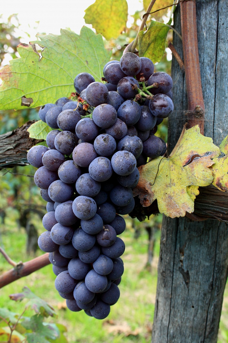 Nebbiolo grapes