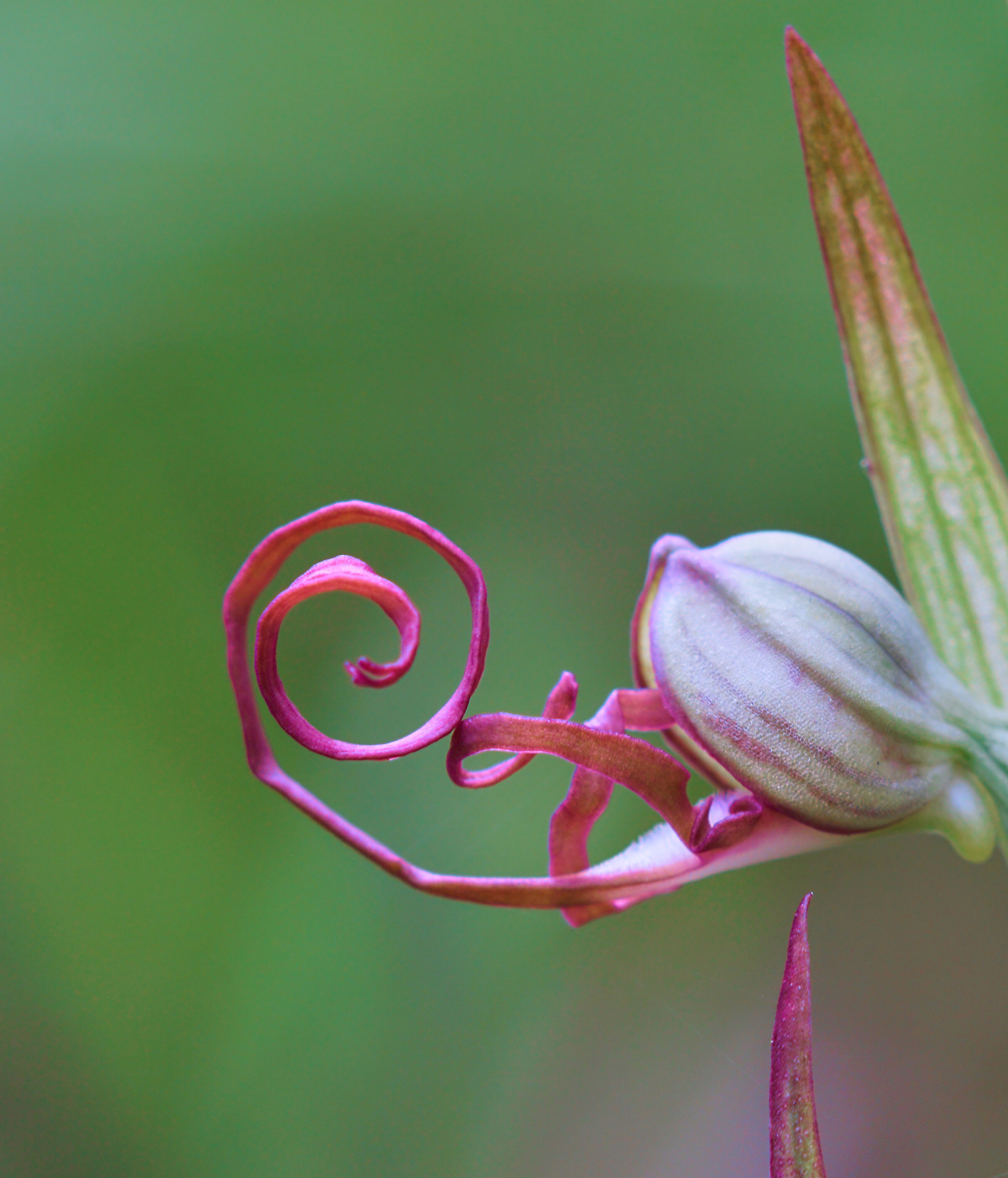Himantoglossum Adriaticum