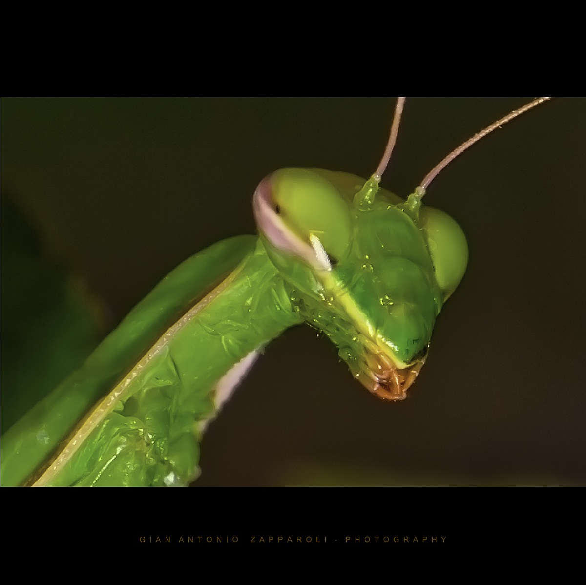 Mantis religiosa