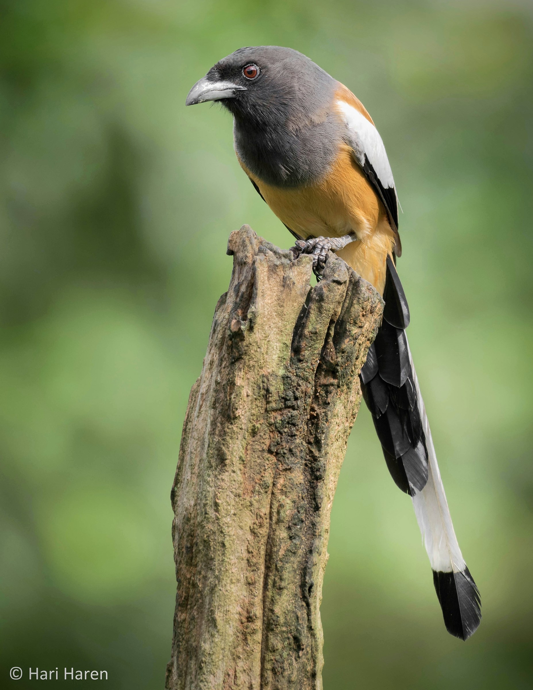 rufous treepie