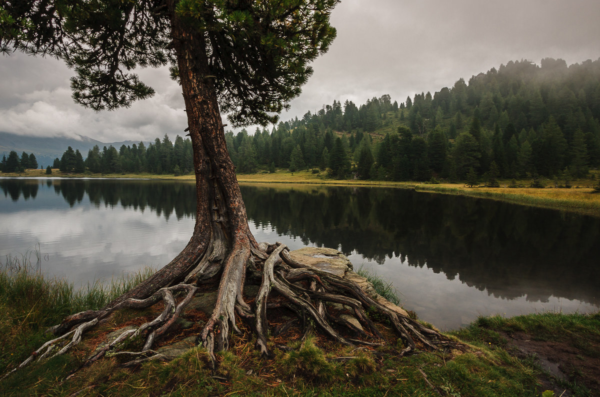 Il cembro sul lago ...