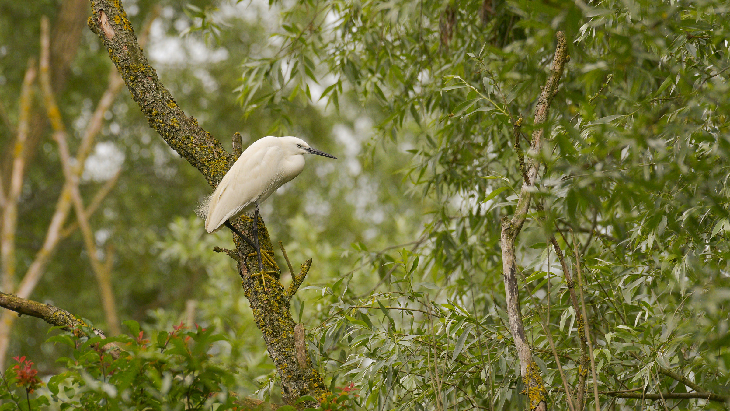 Garzetta on the branch