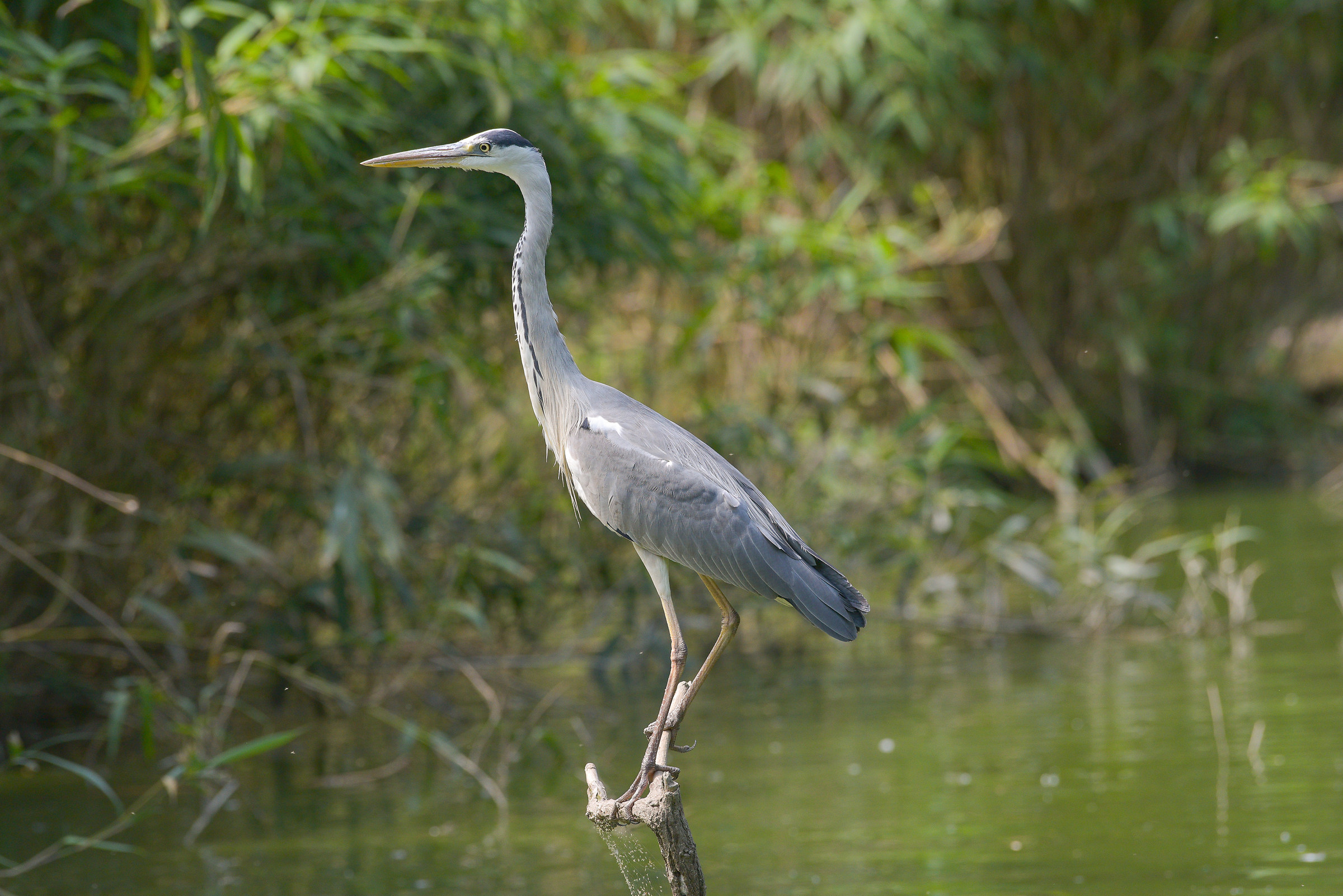 Grey Heron