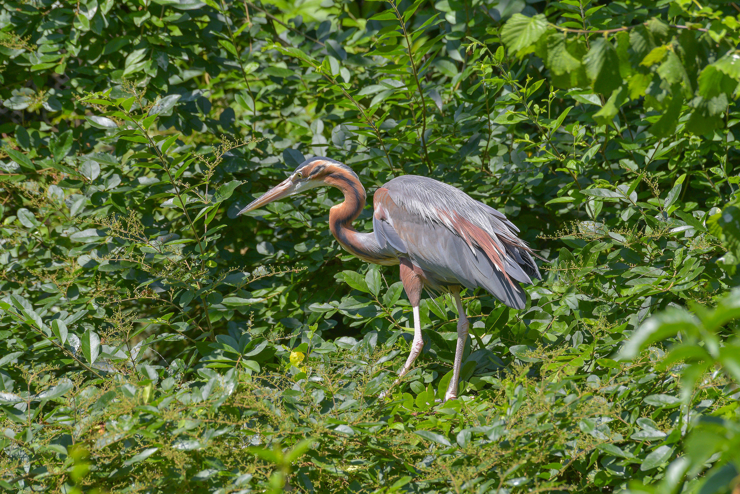 Red Heron