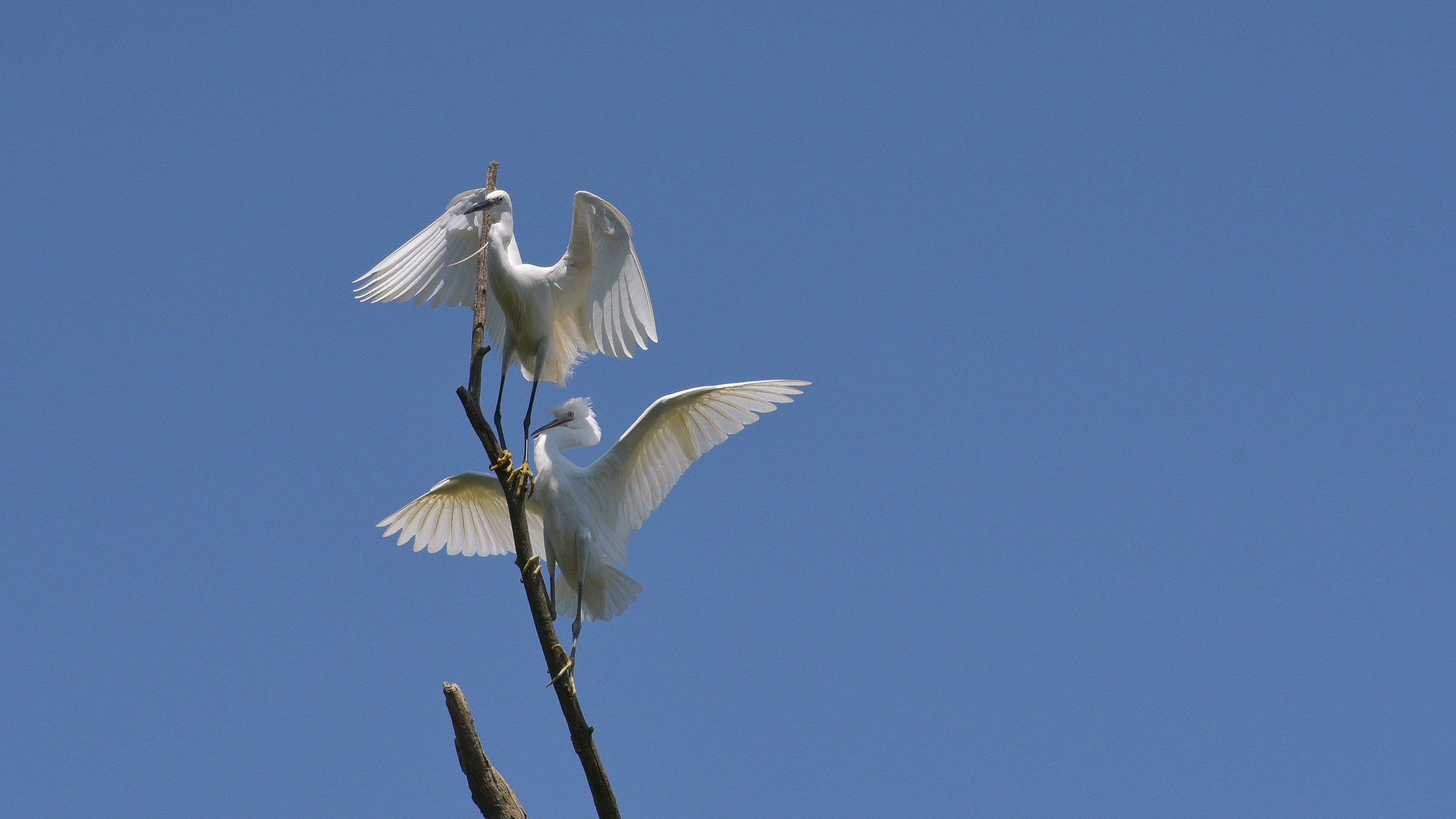 Egret or Cattle Heron
