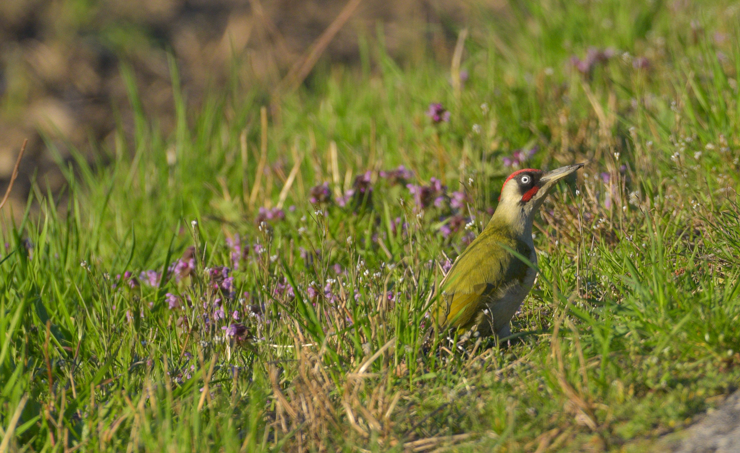 Green Woodpeckers